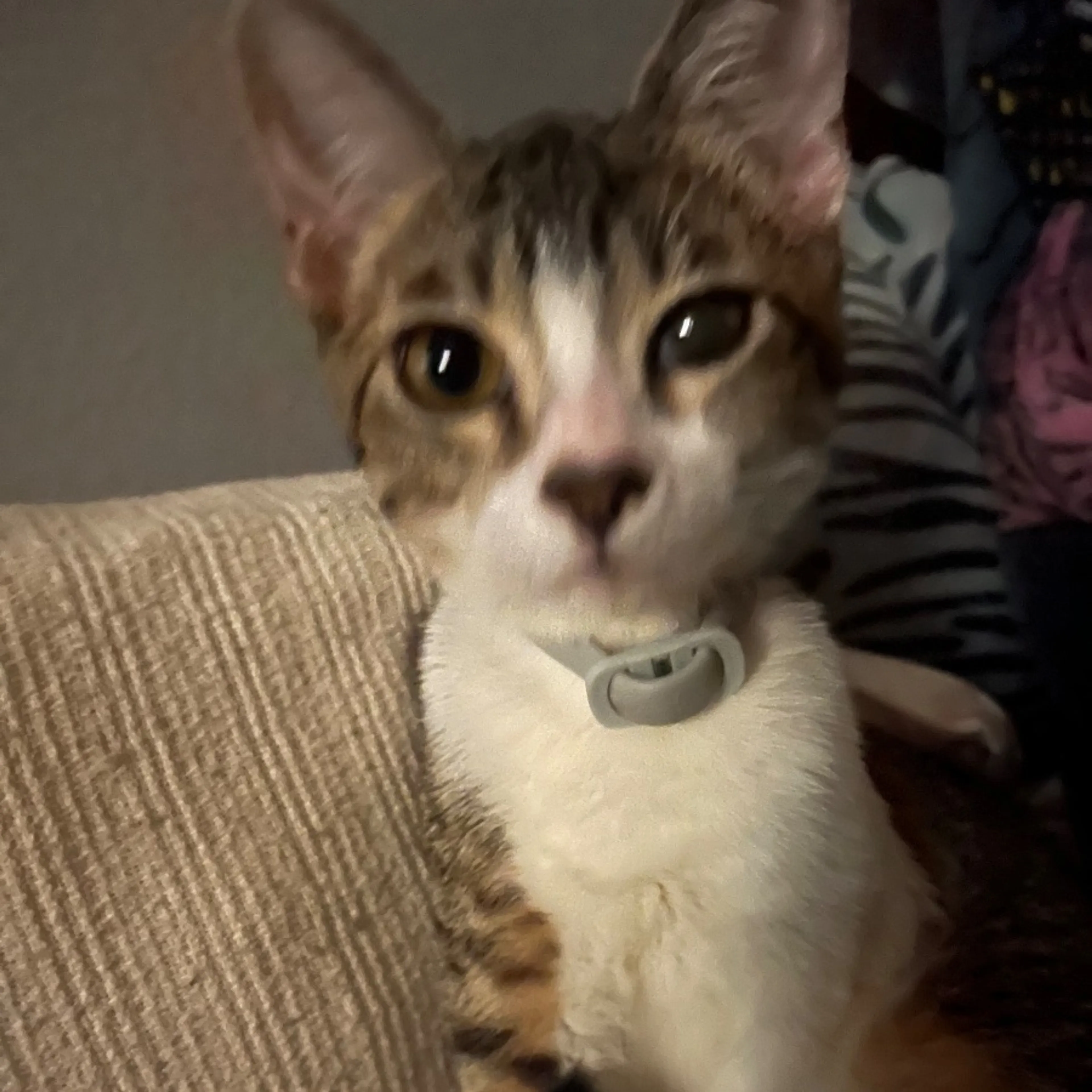 Lost pet-0