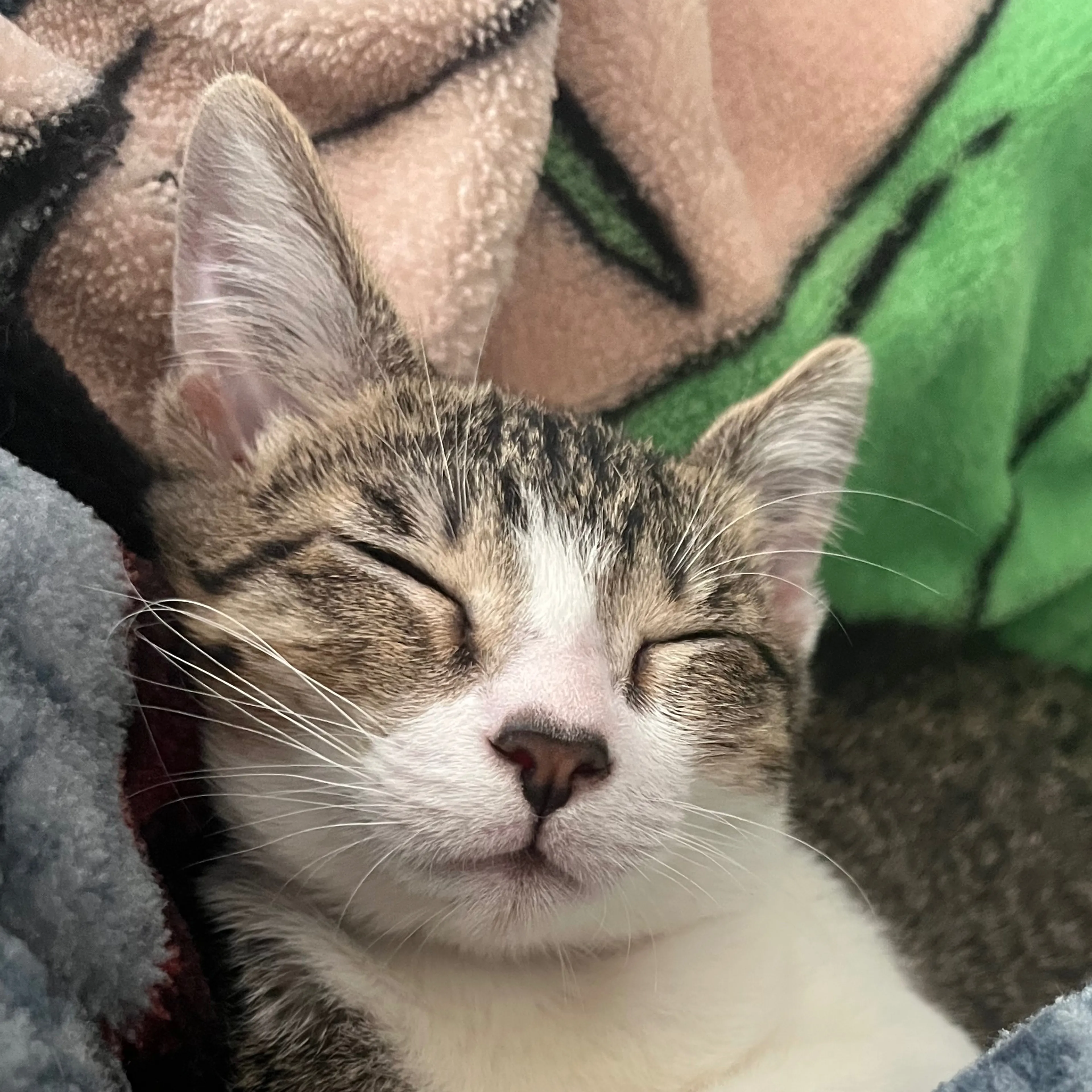 Lost pet-2
