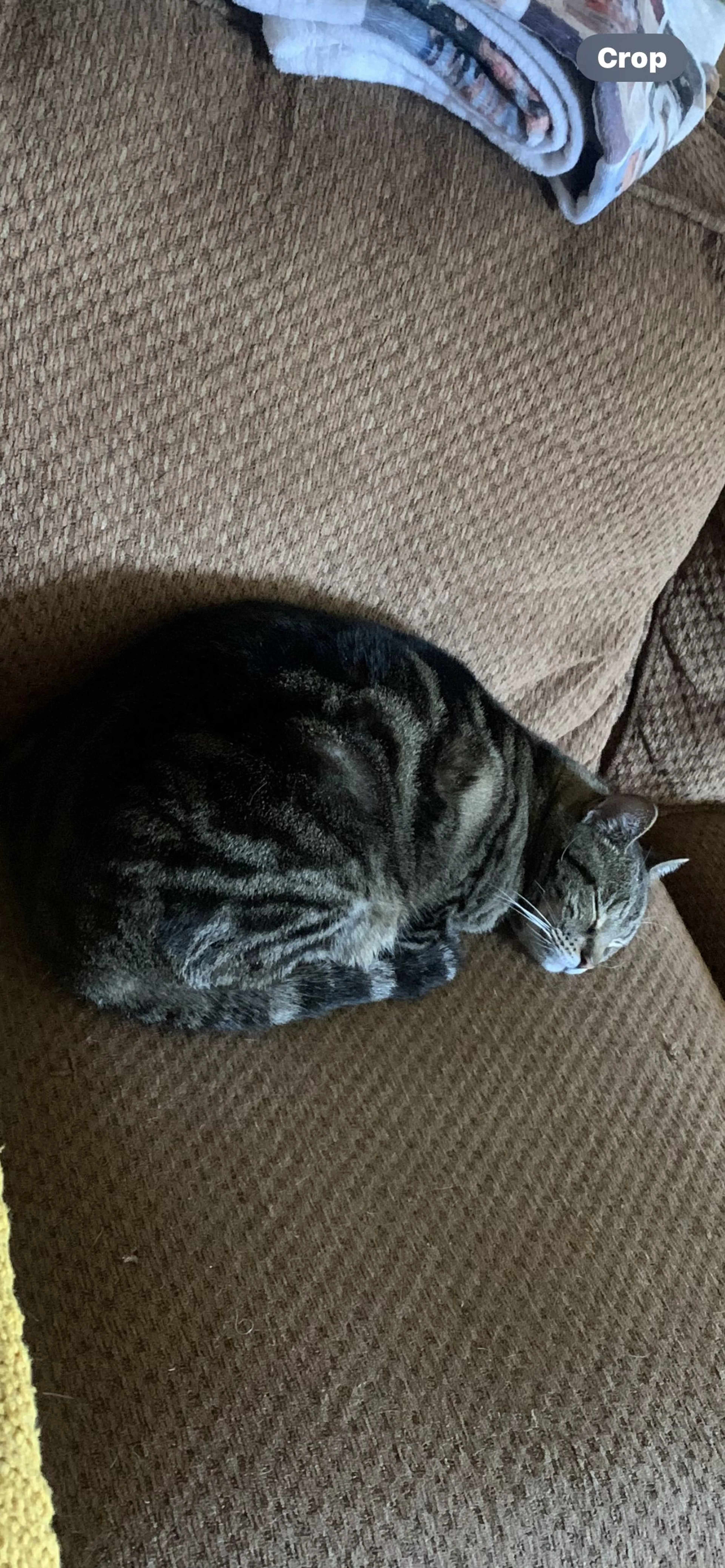 Lost pet-0