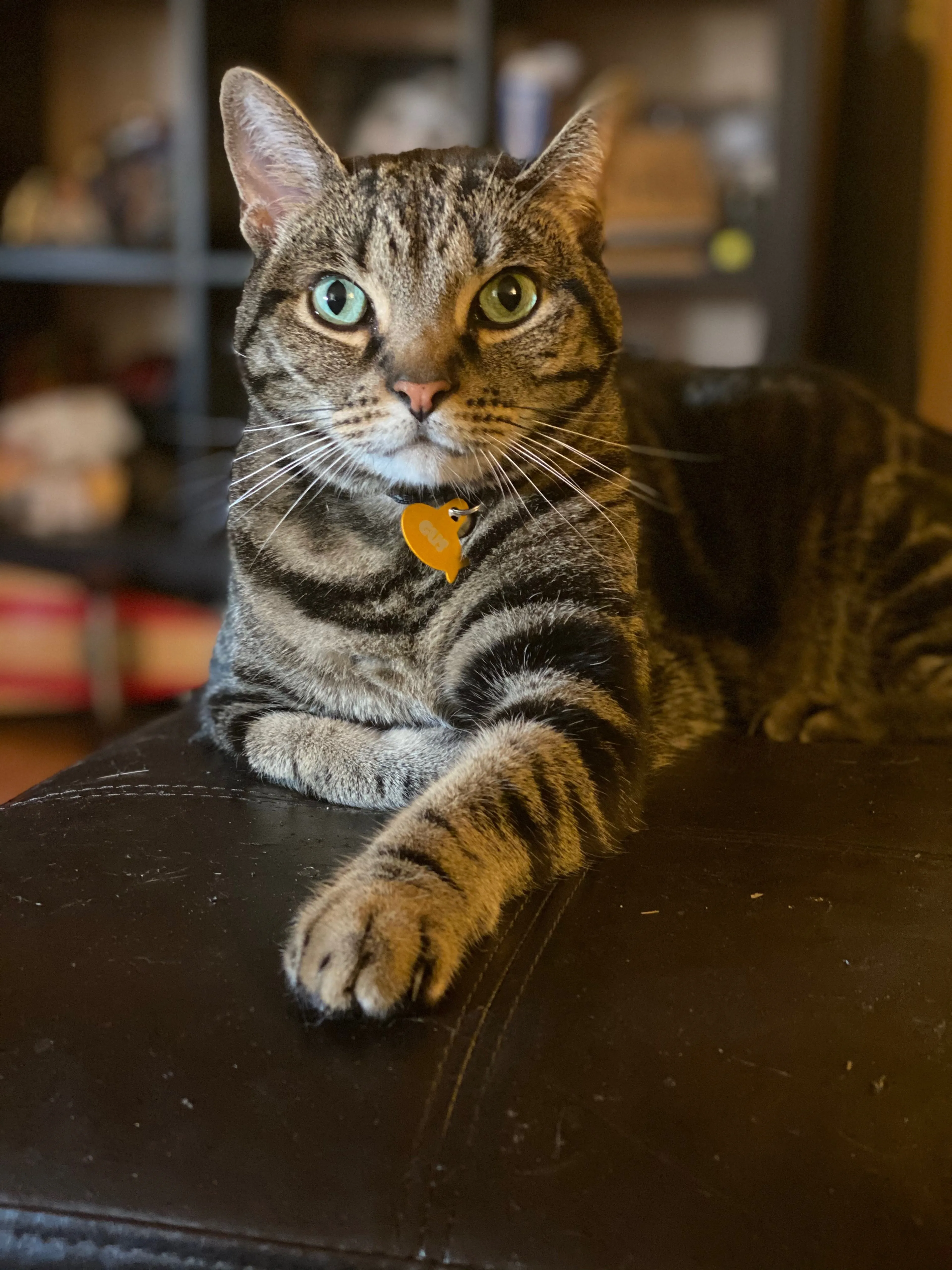 Lost pet-3