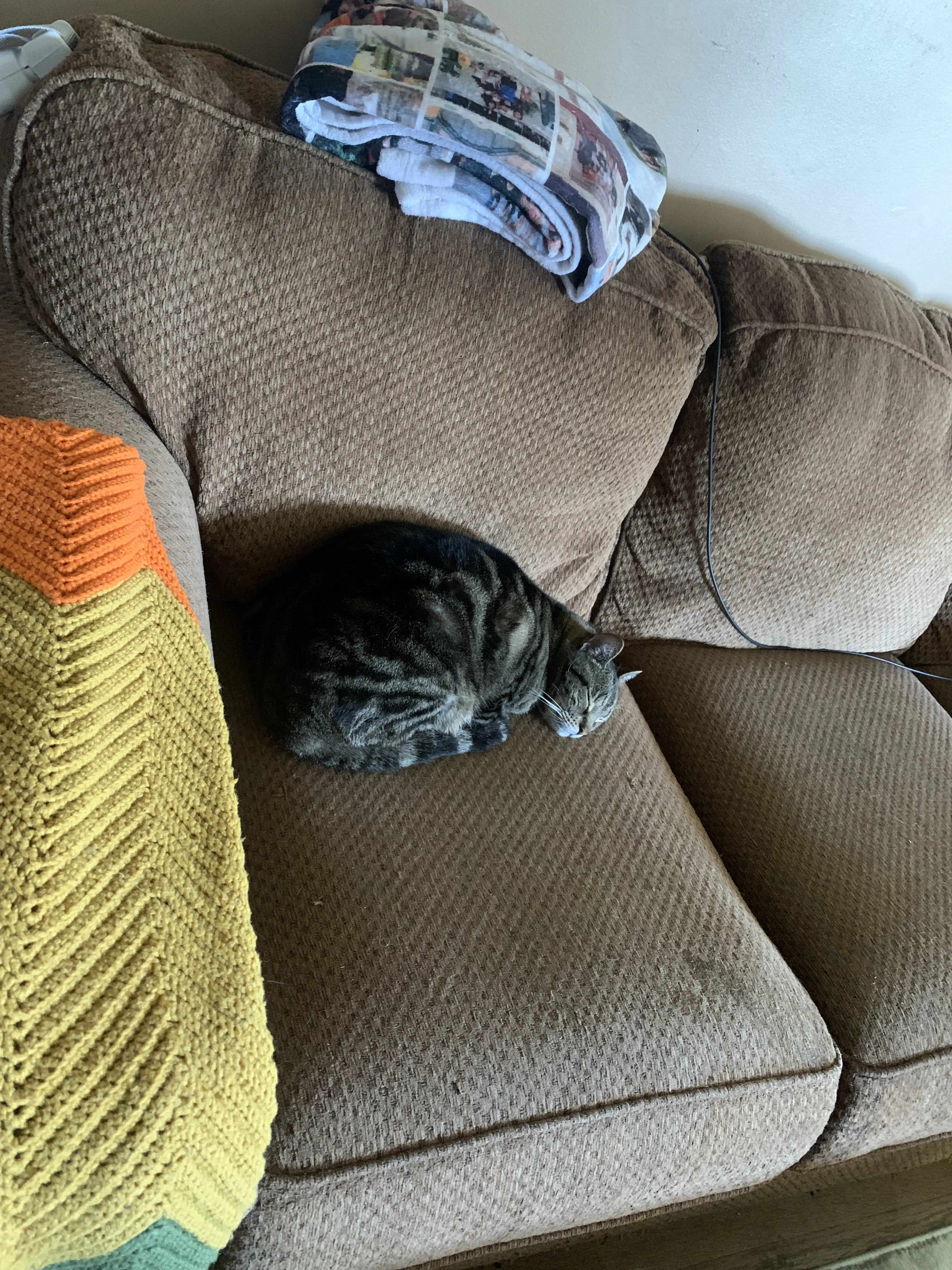 Lost pet-4