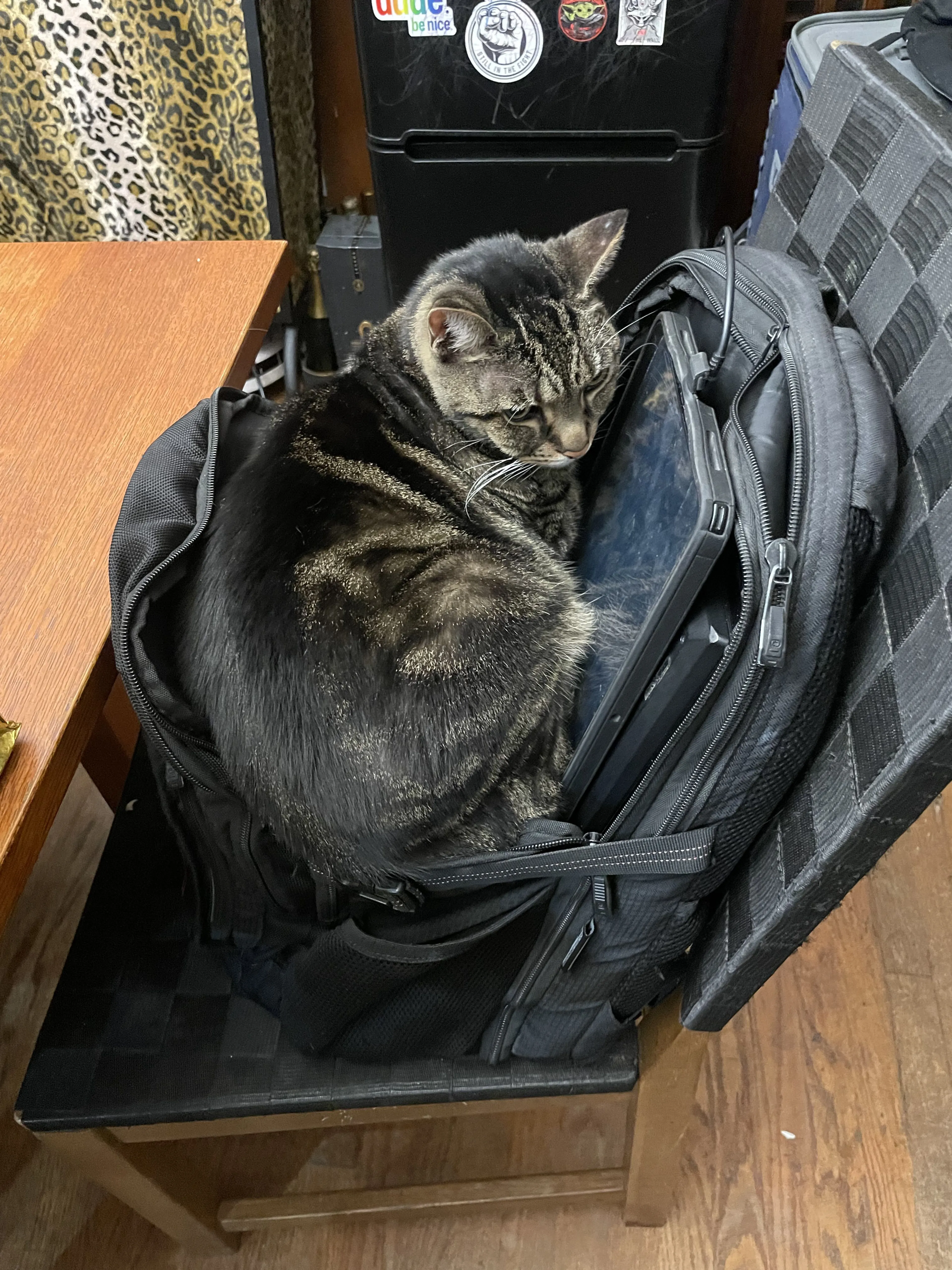 Lost pet-1