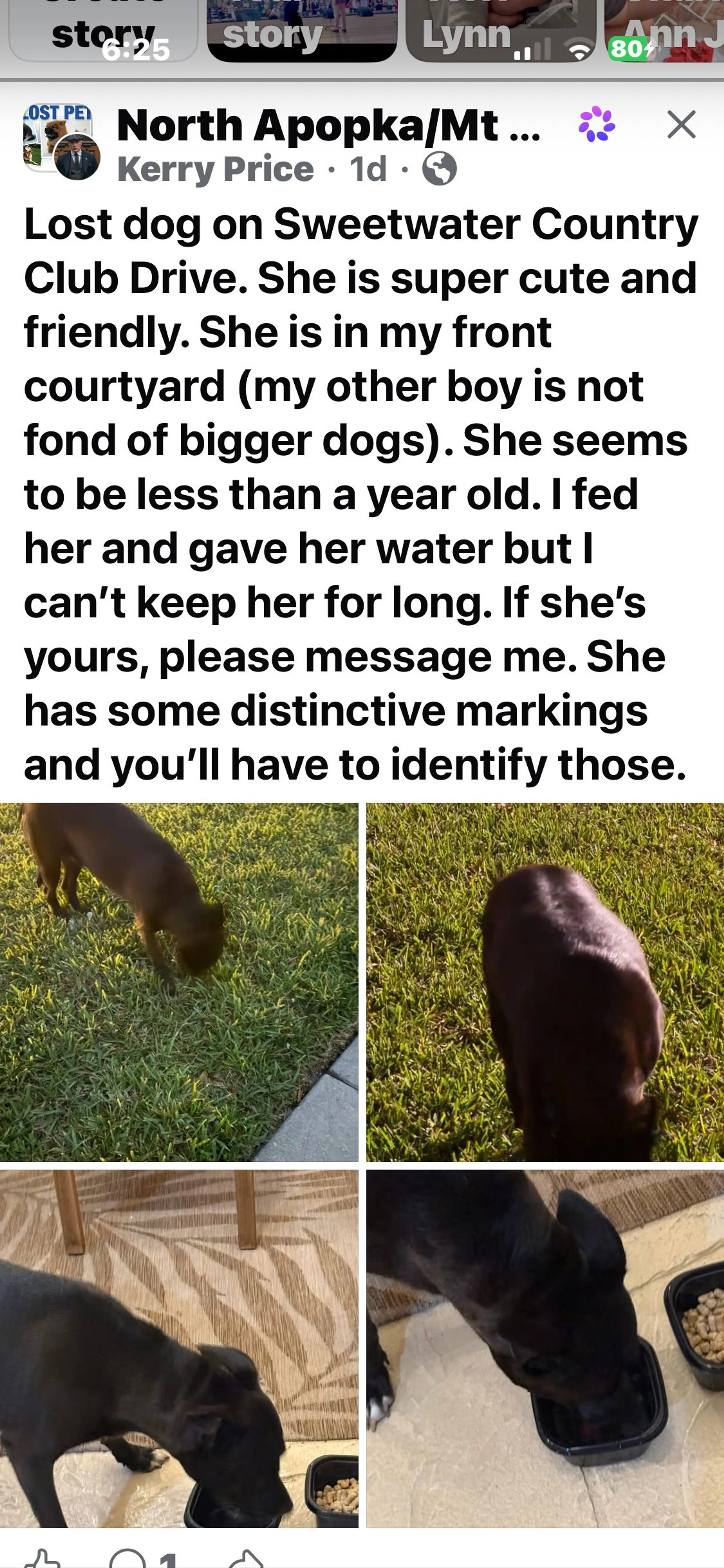 Lost pet