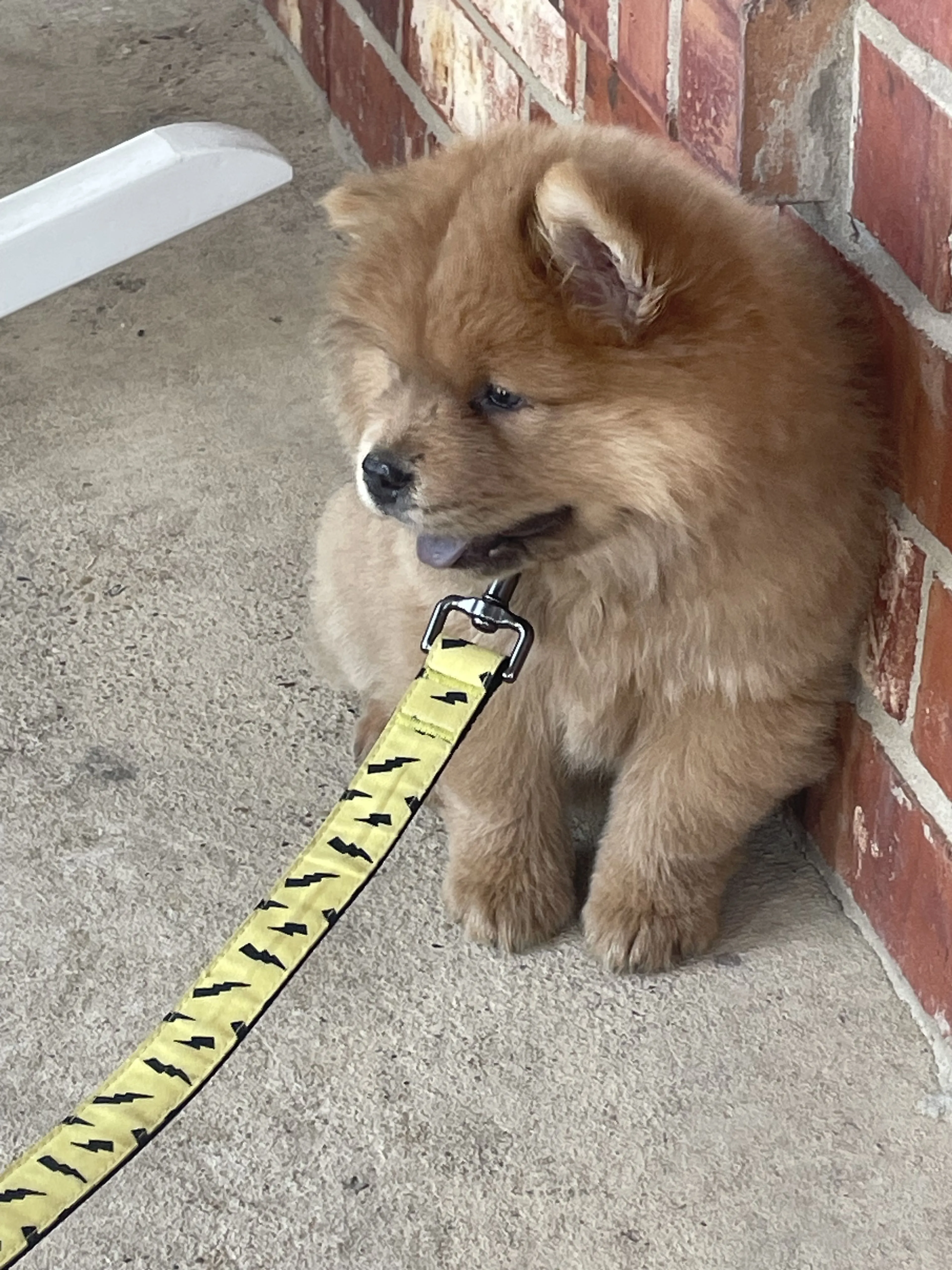 Lost pet
