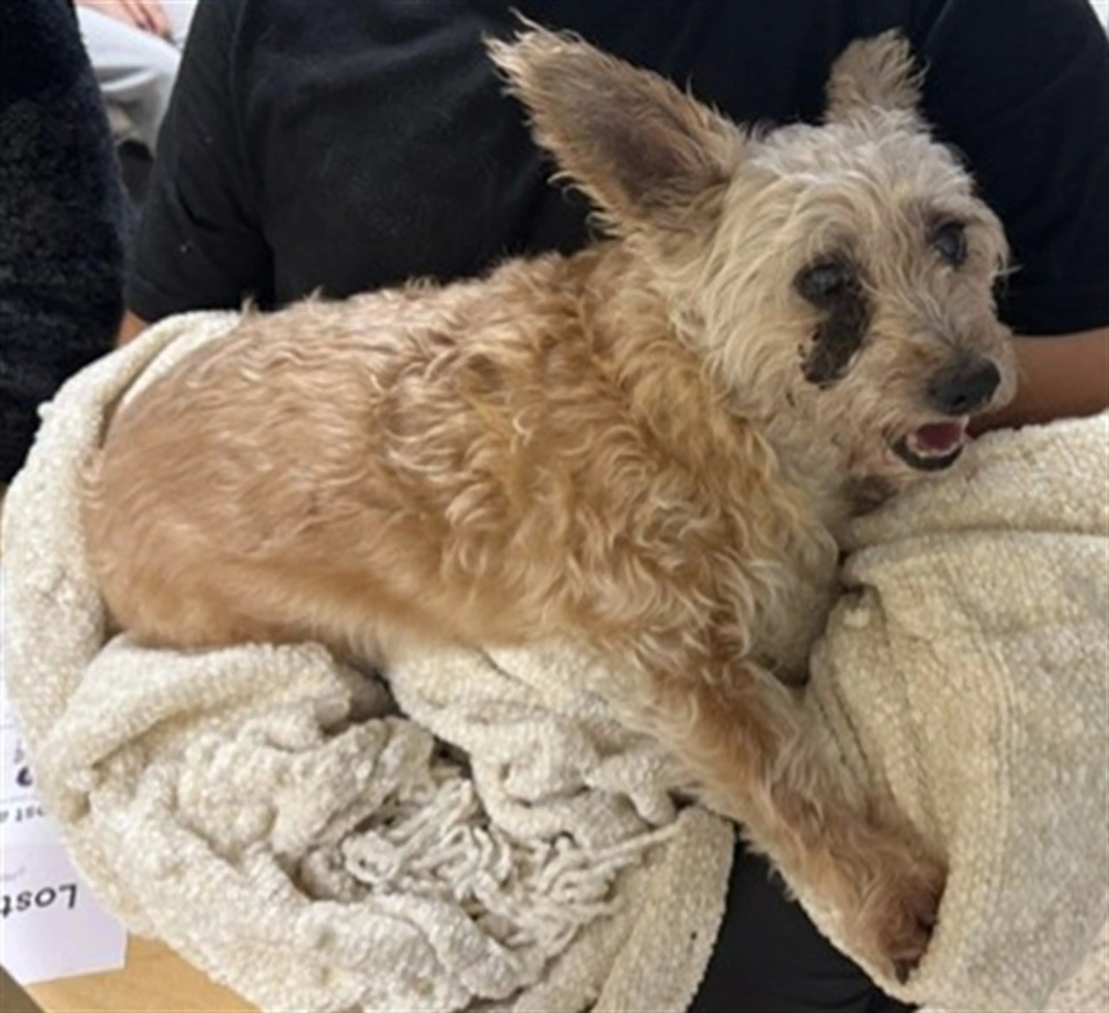 Found pet