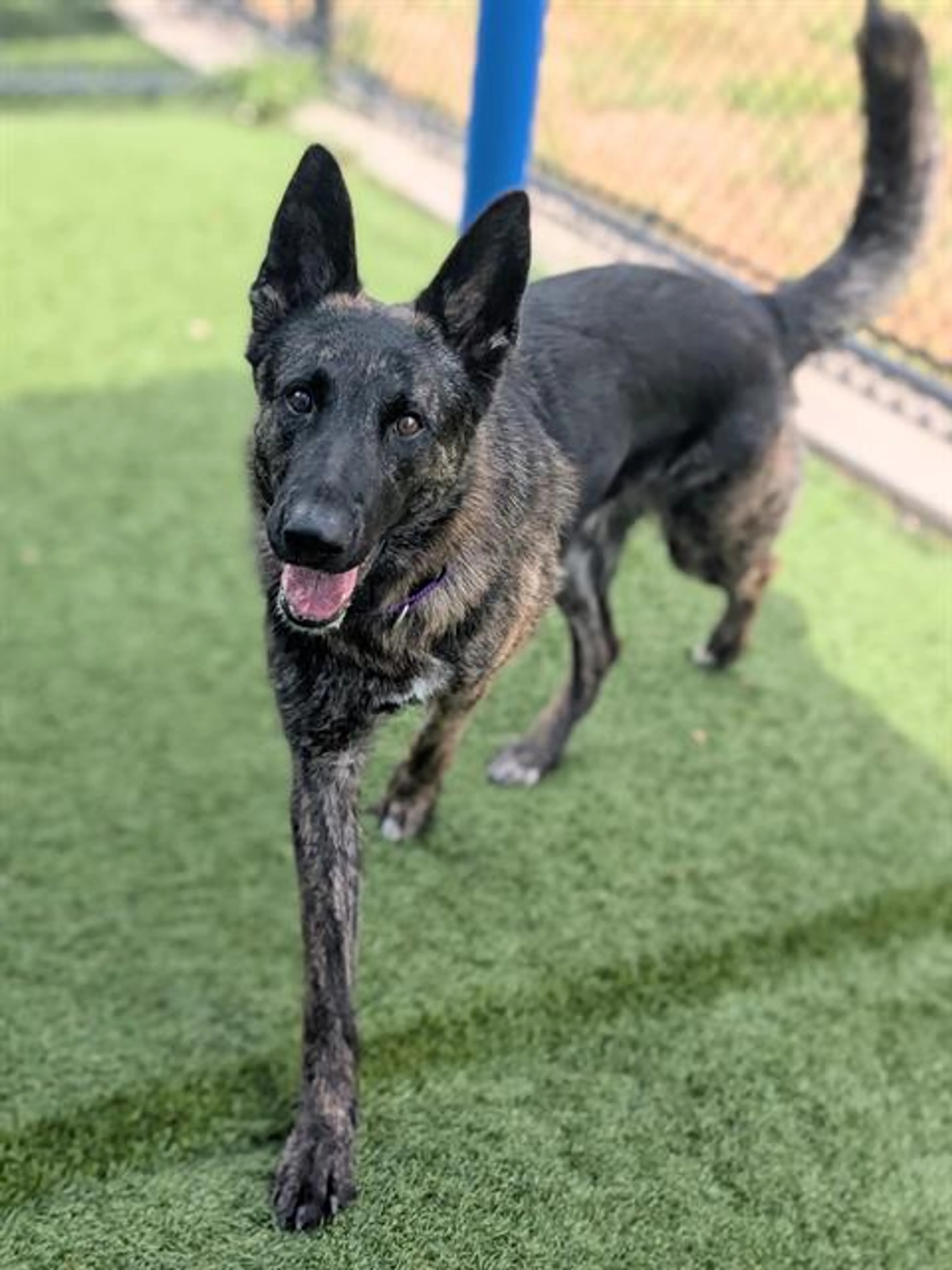 cdn image