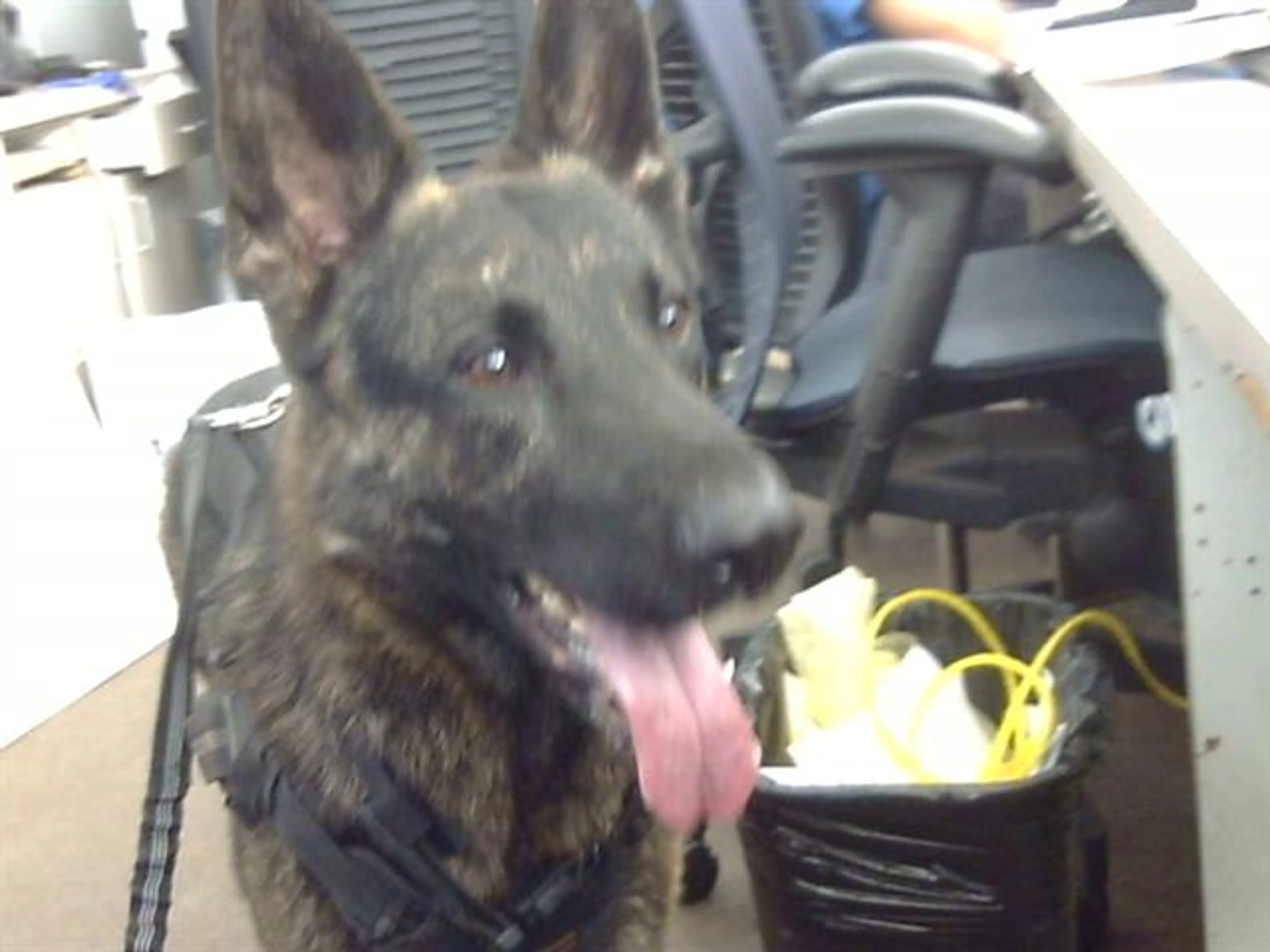 Found pet