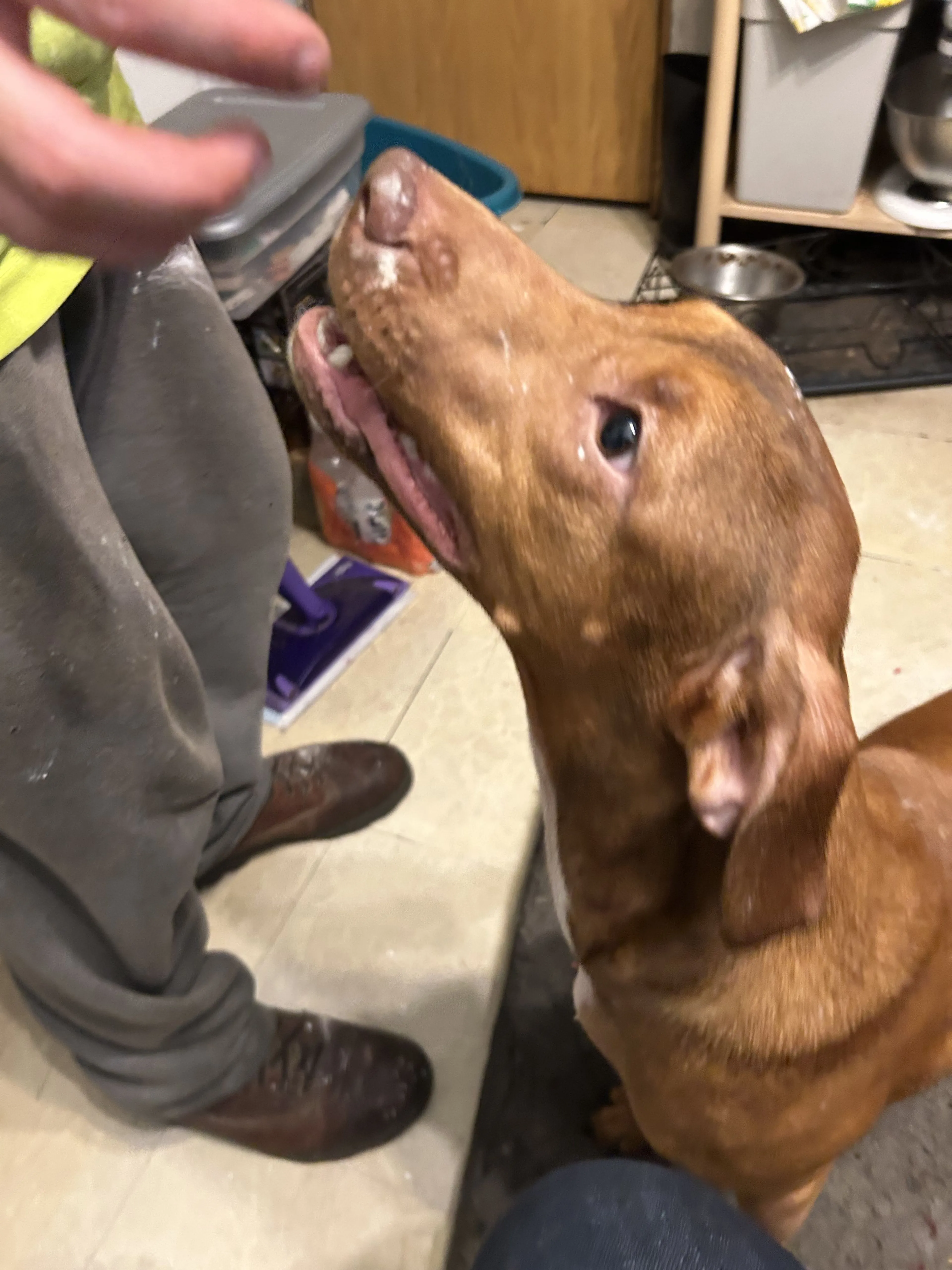 Lost pet-4