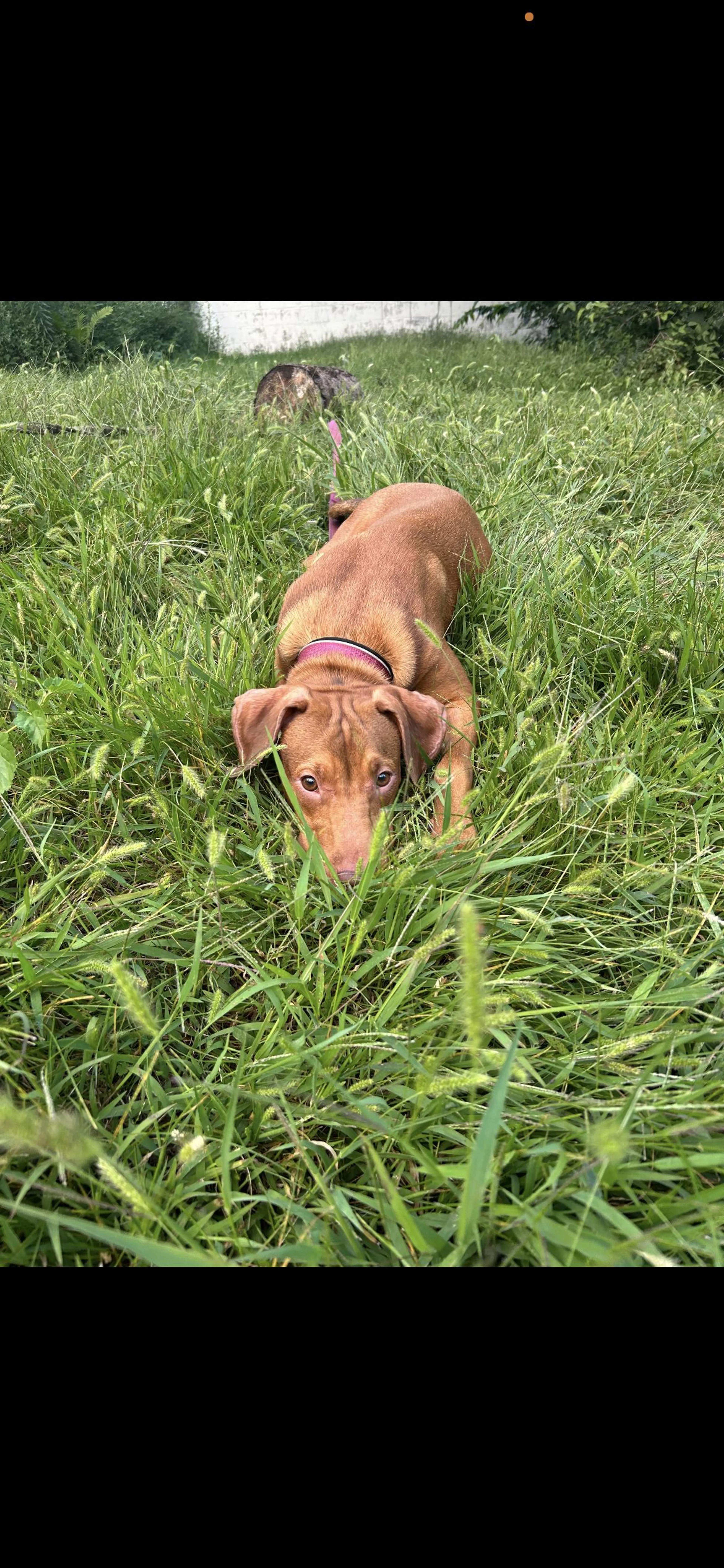 Lost pet-0