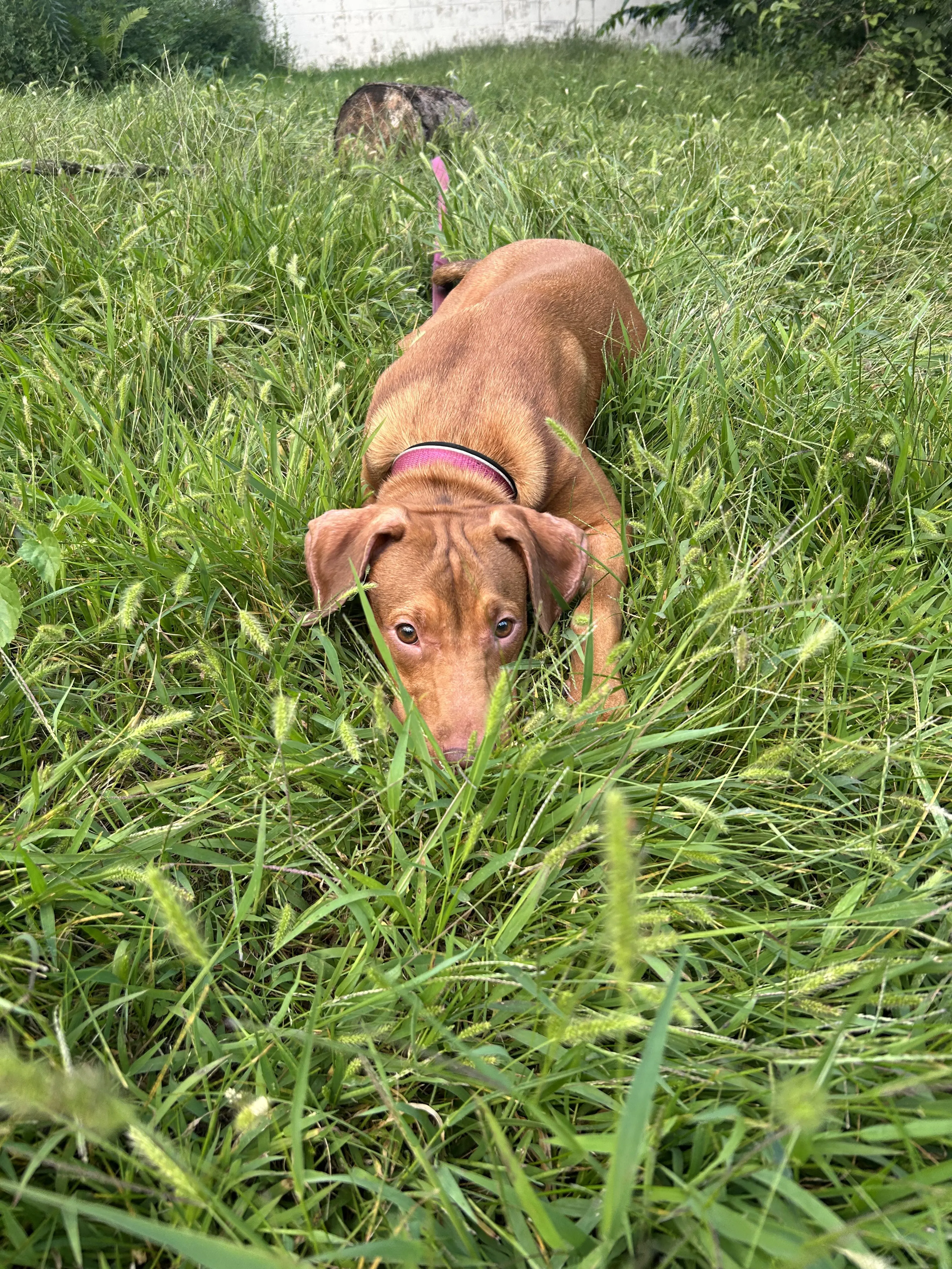 Lost pet-3