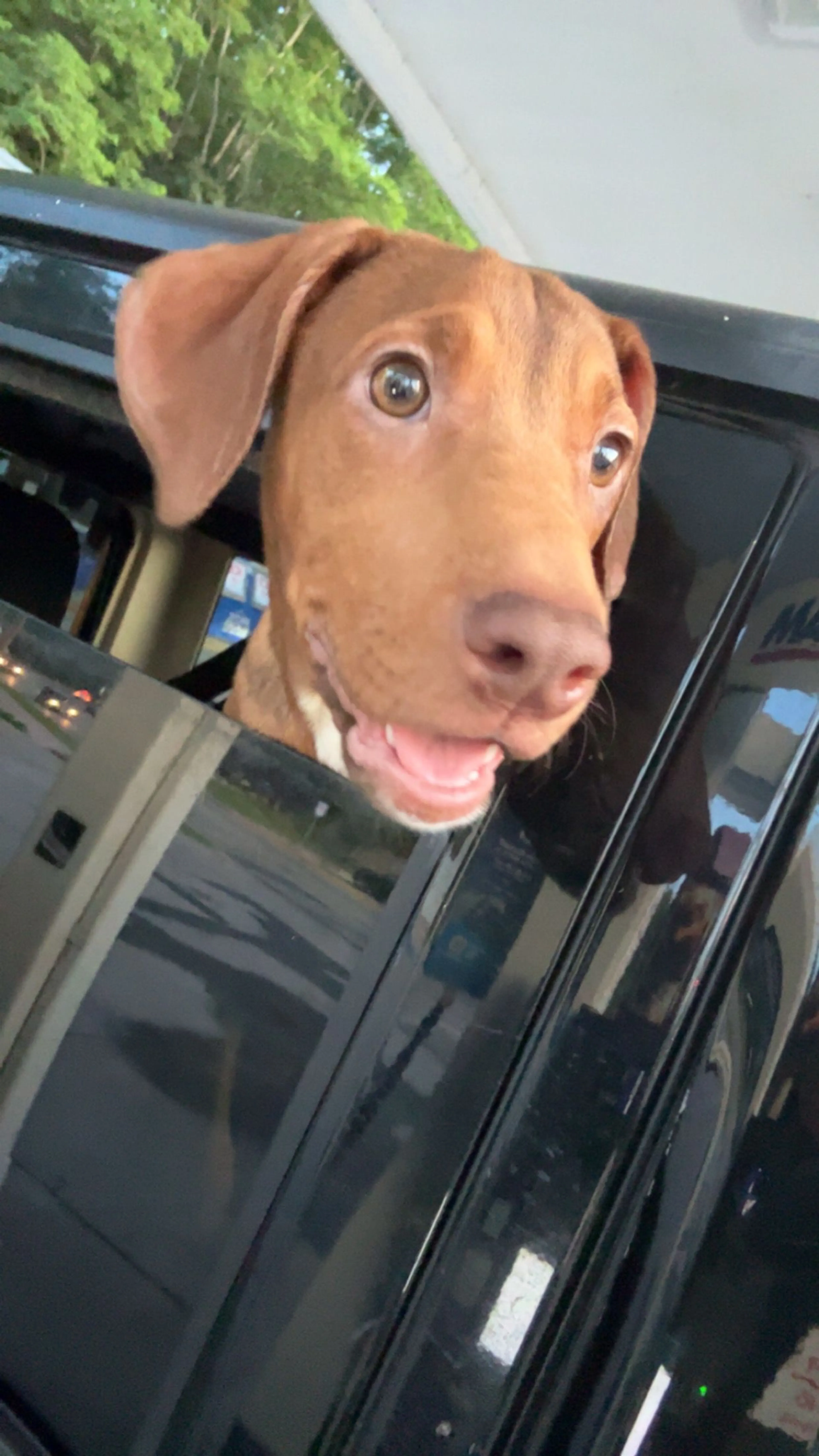 Lost pet-1