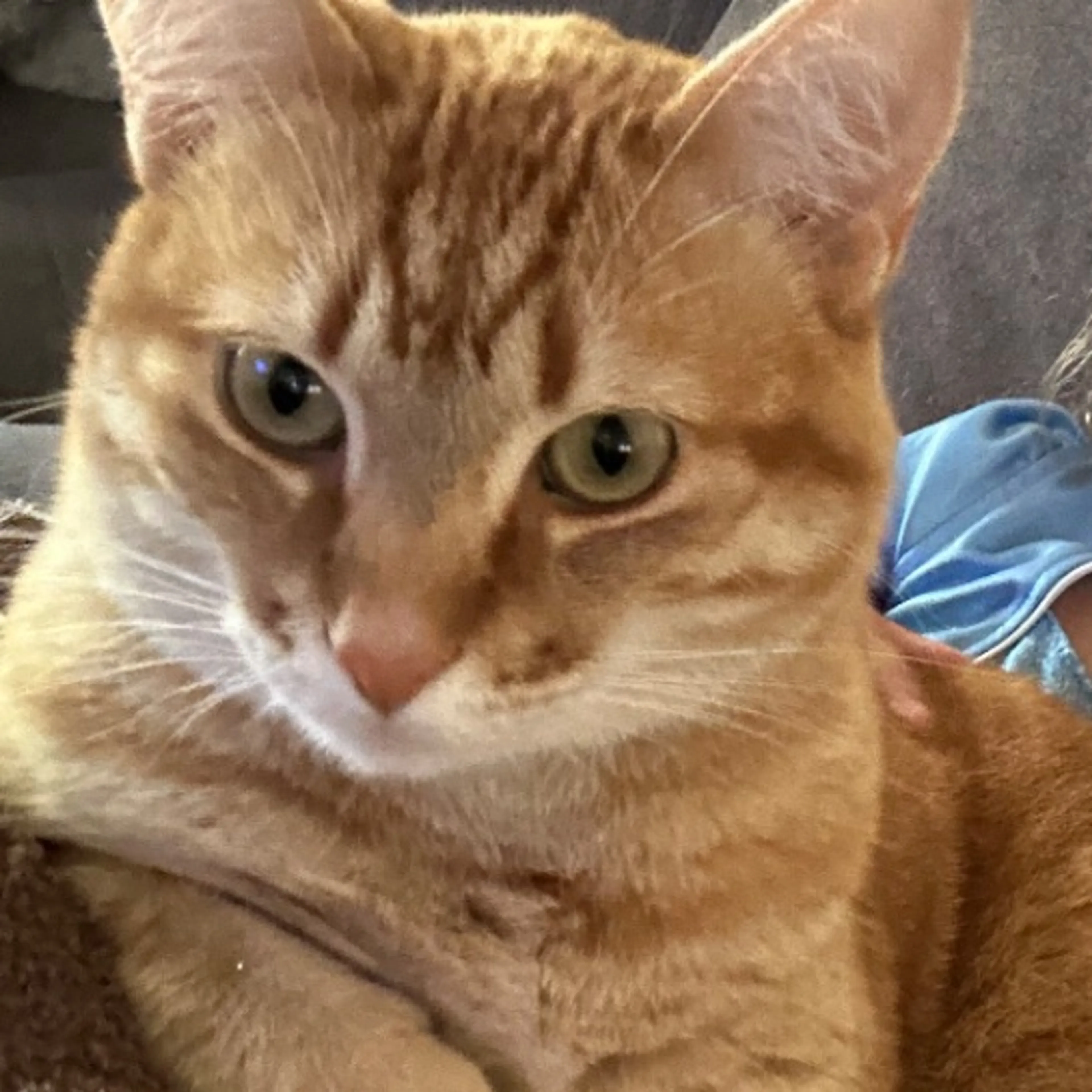 Lost pet