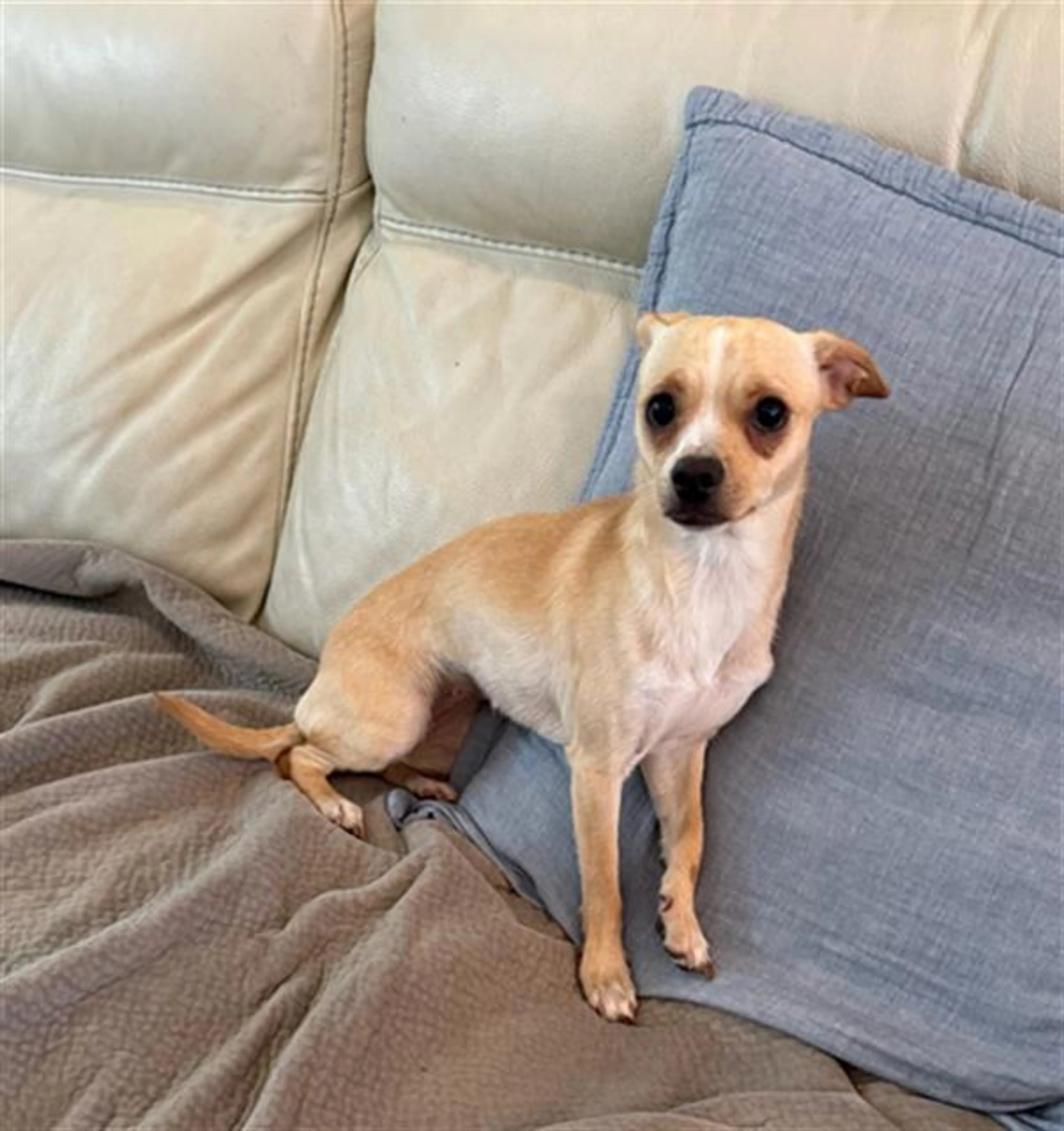 Found pet