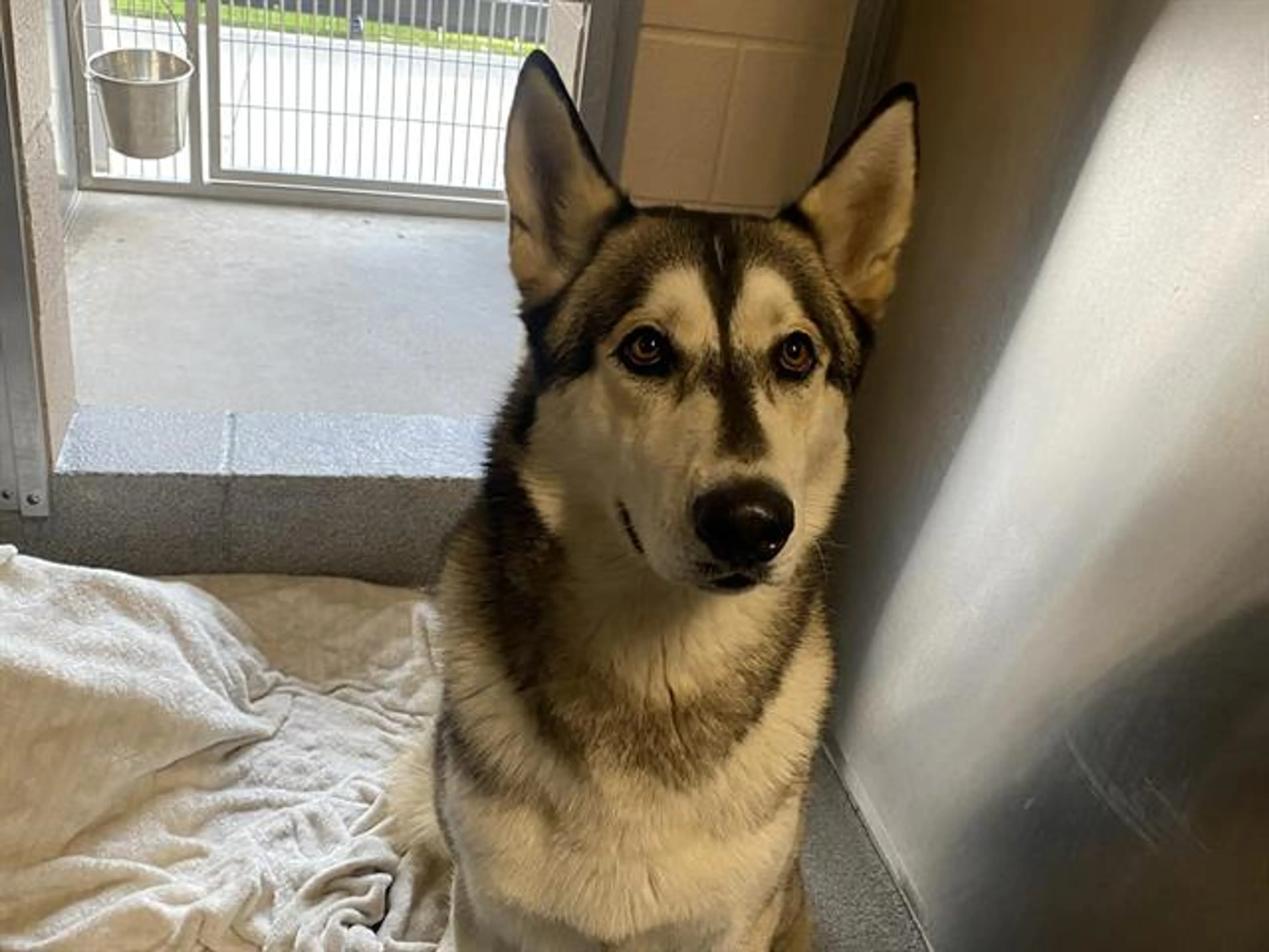 Found pet
