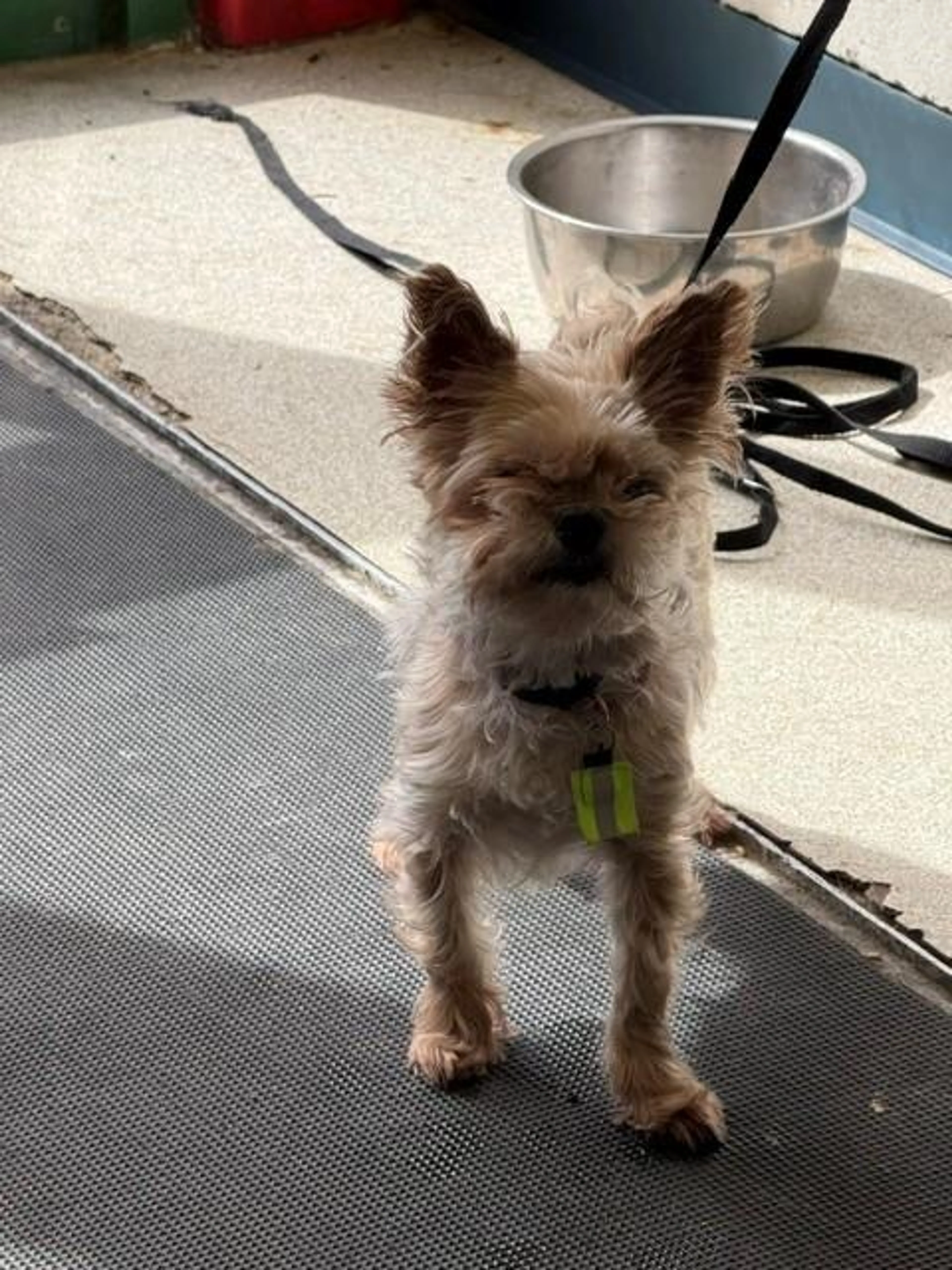 Found pet