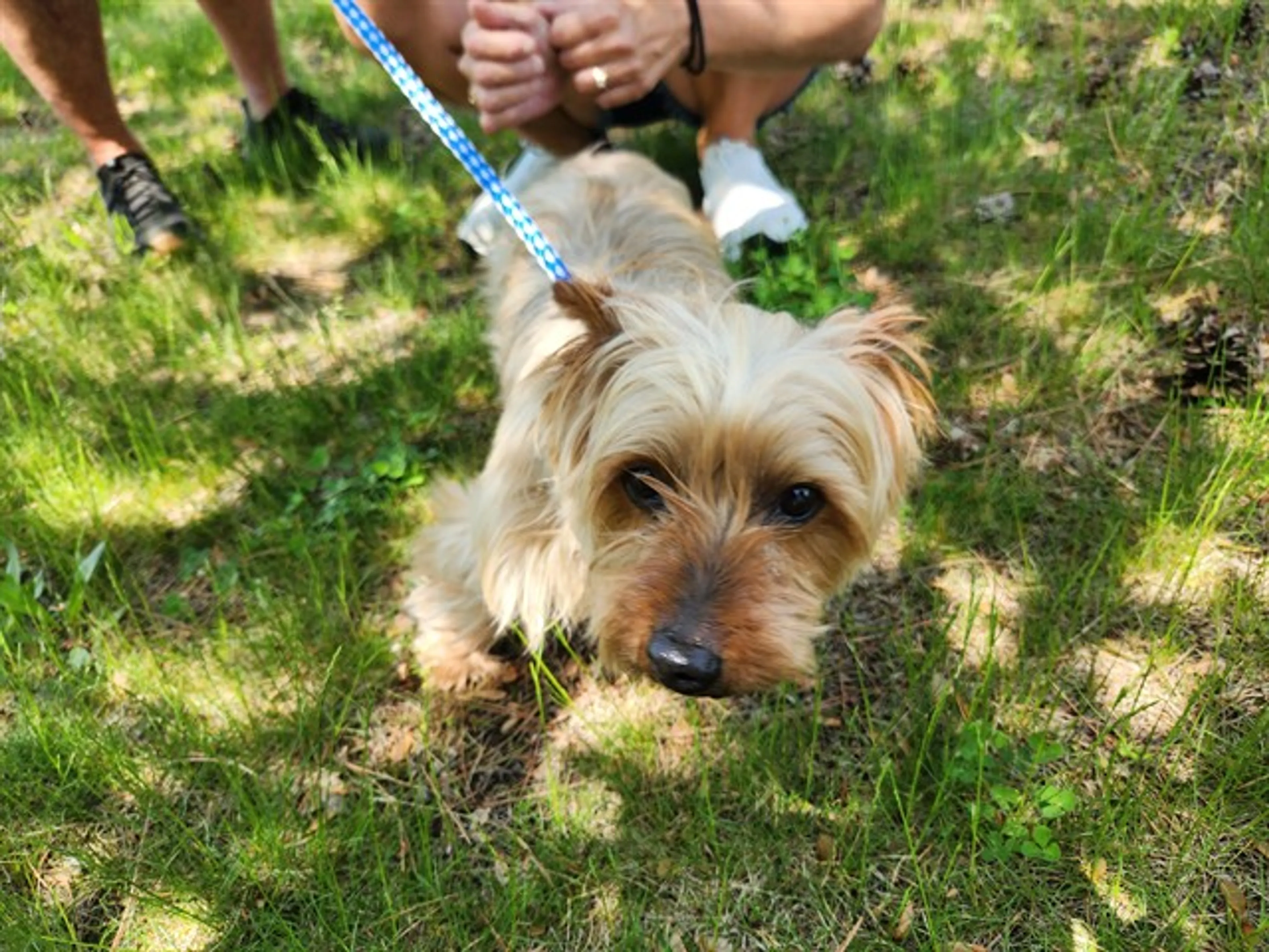 Found pet