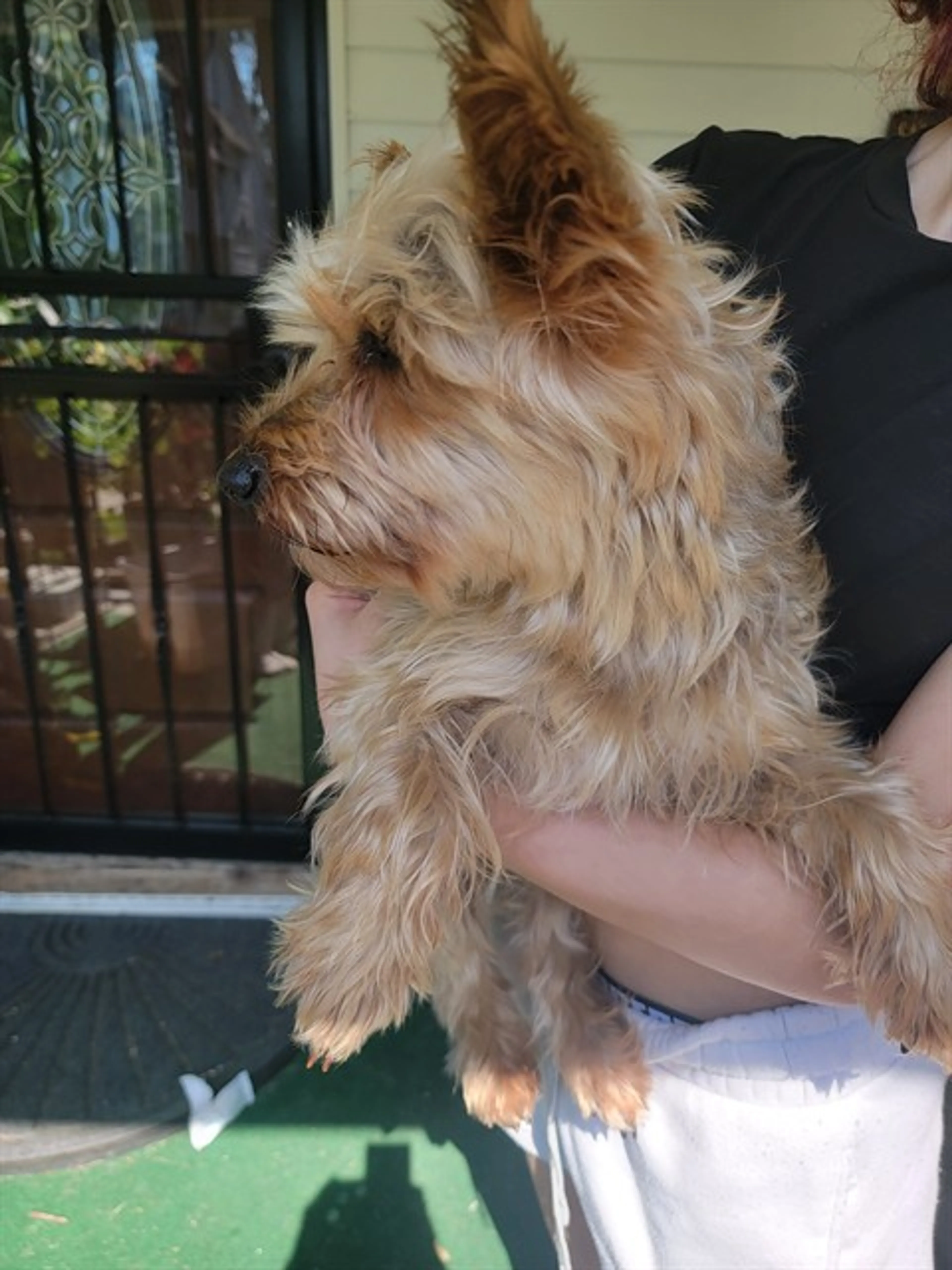 Found pet