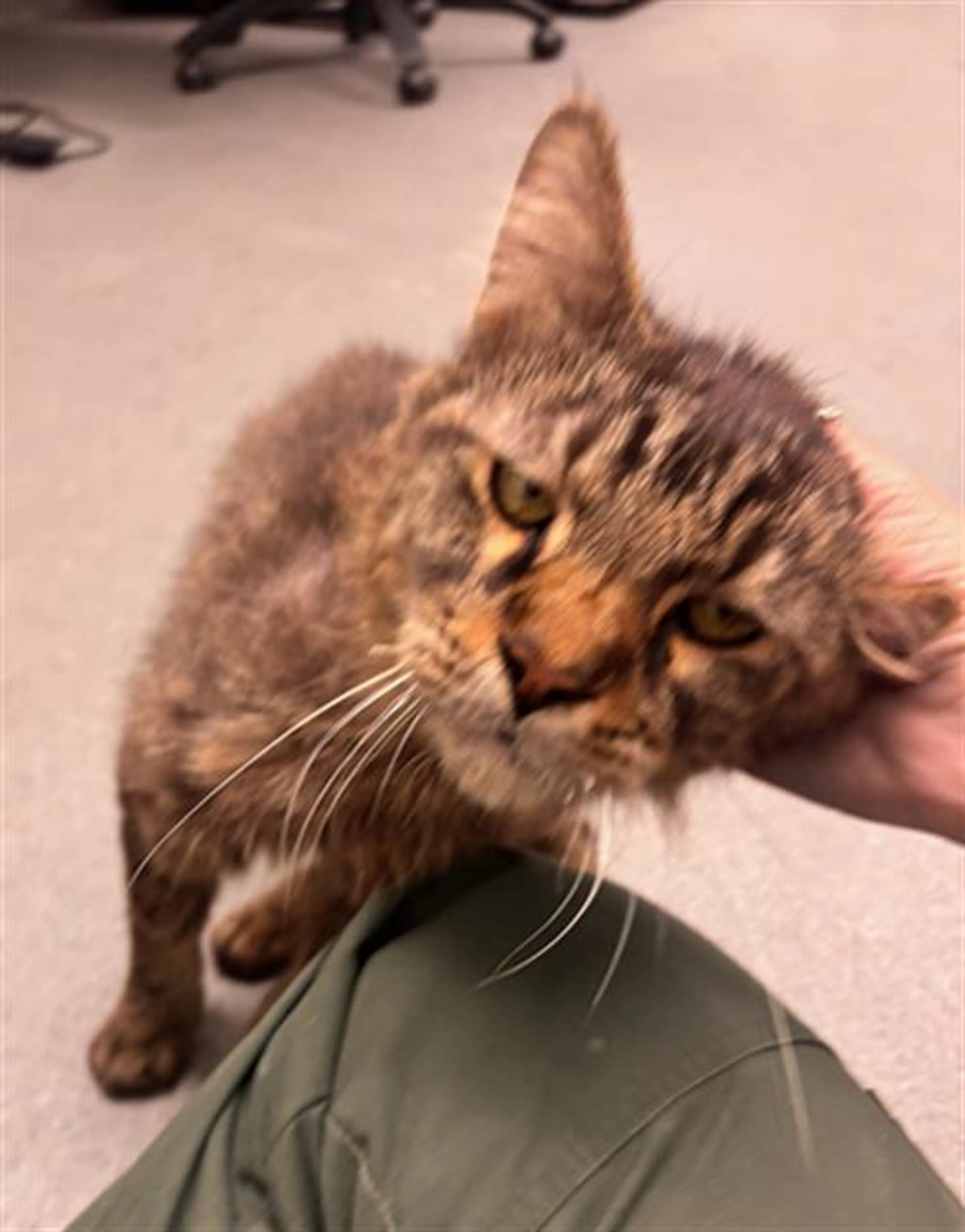 Found pet