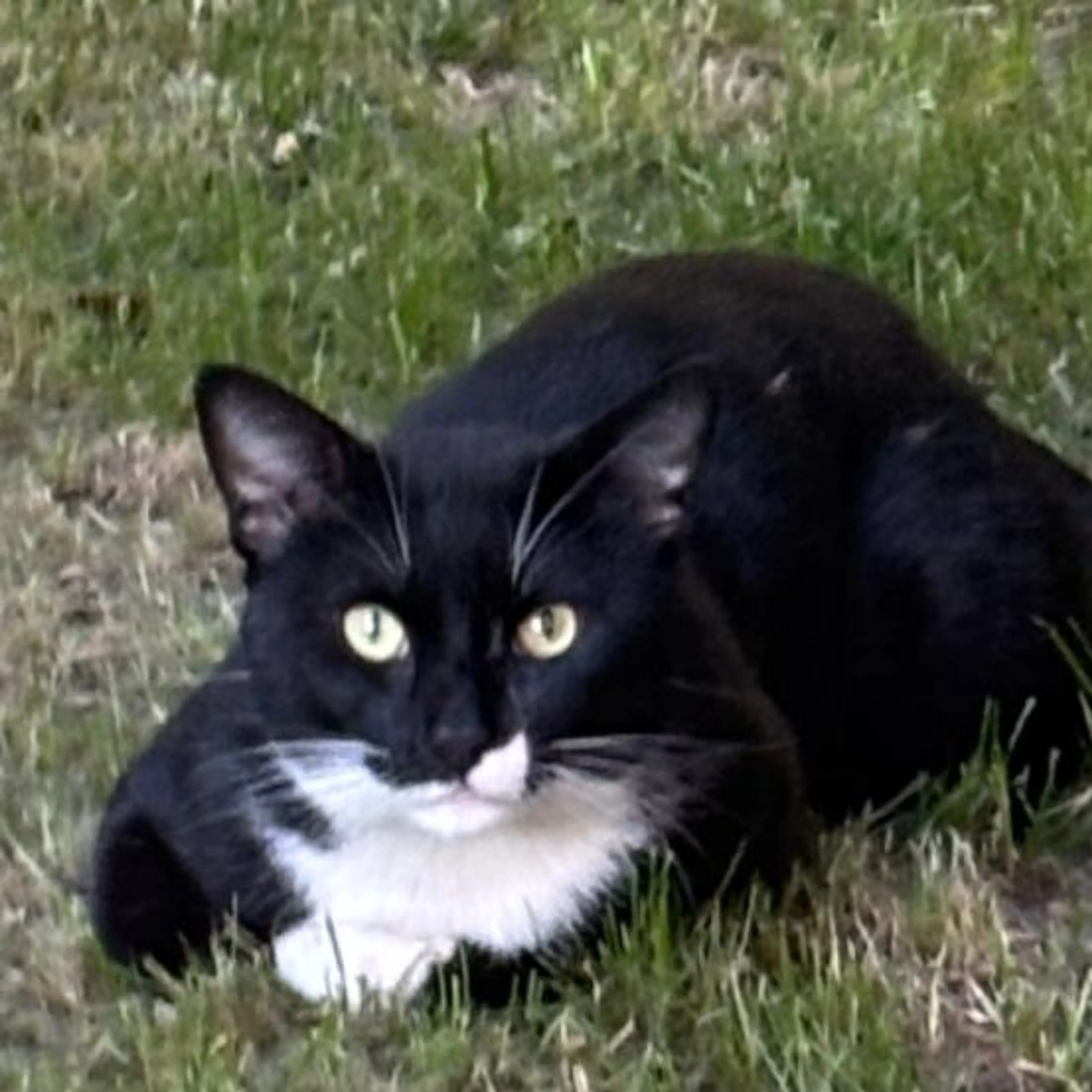 Found pet