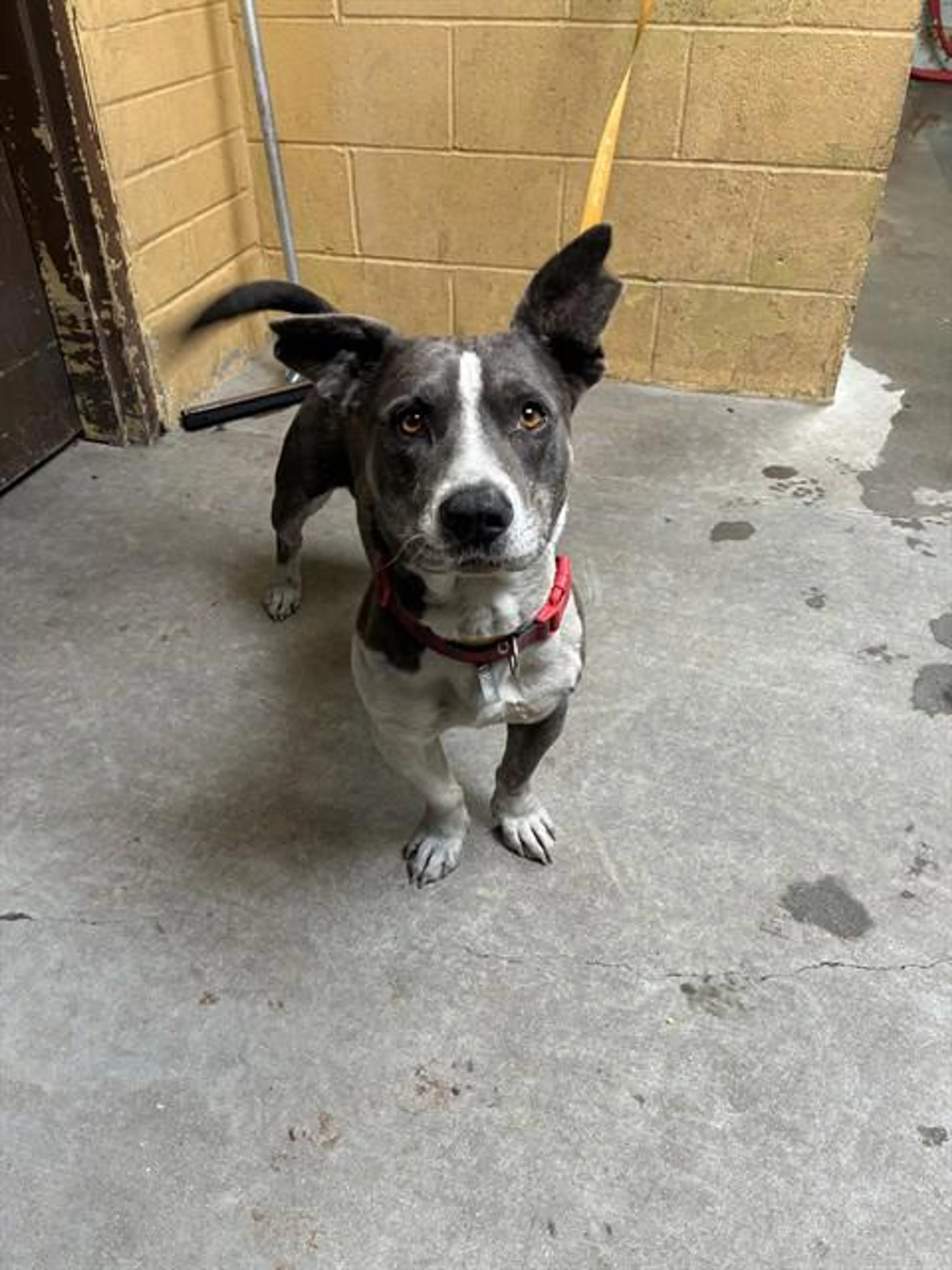 Found pet
