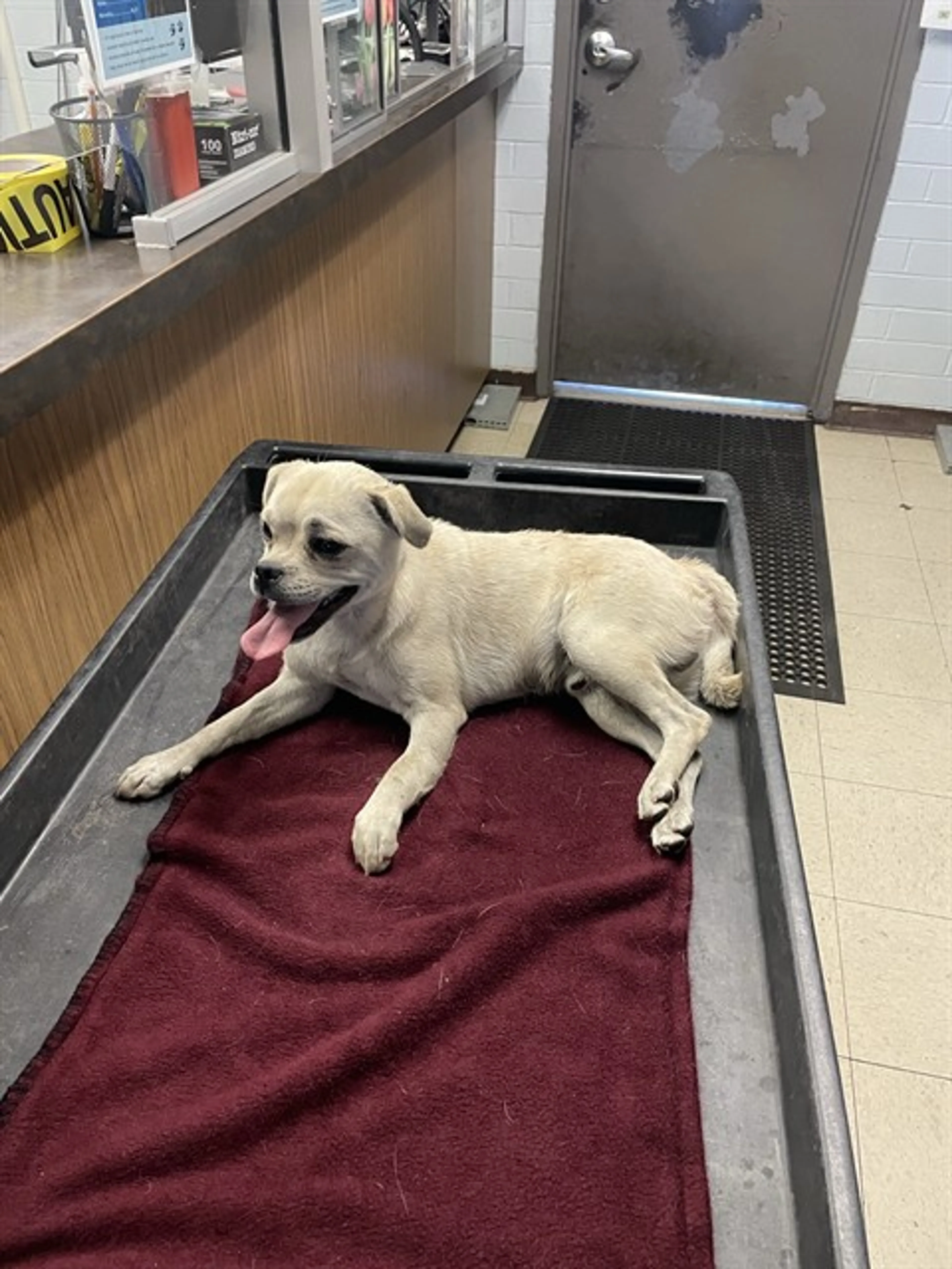 Found pet