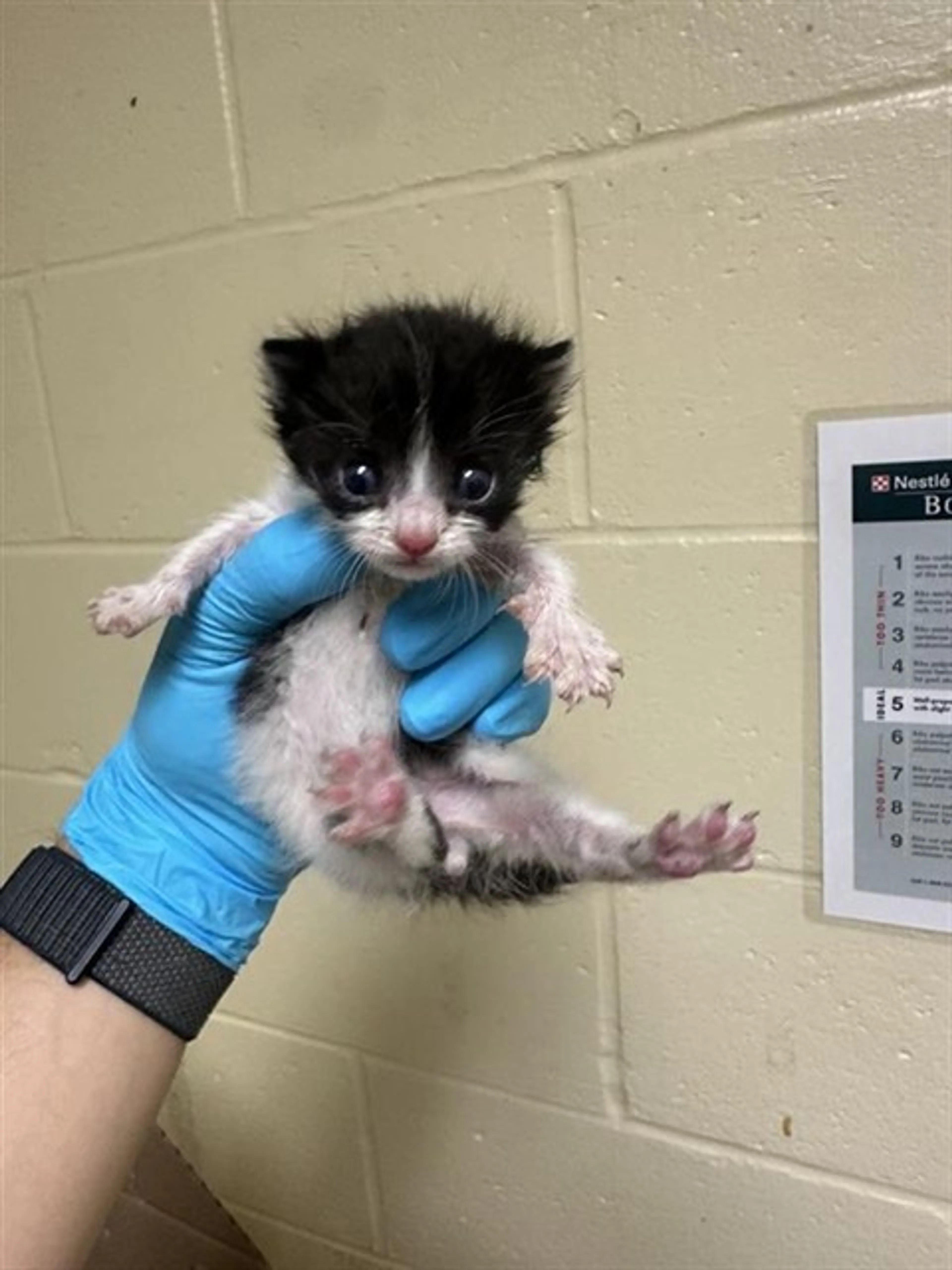 Found pet