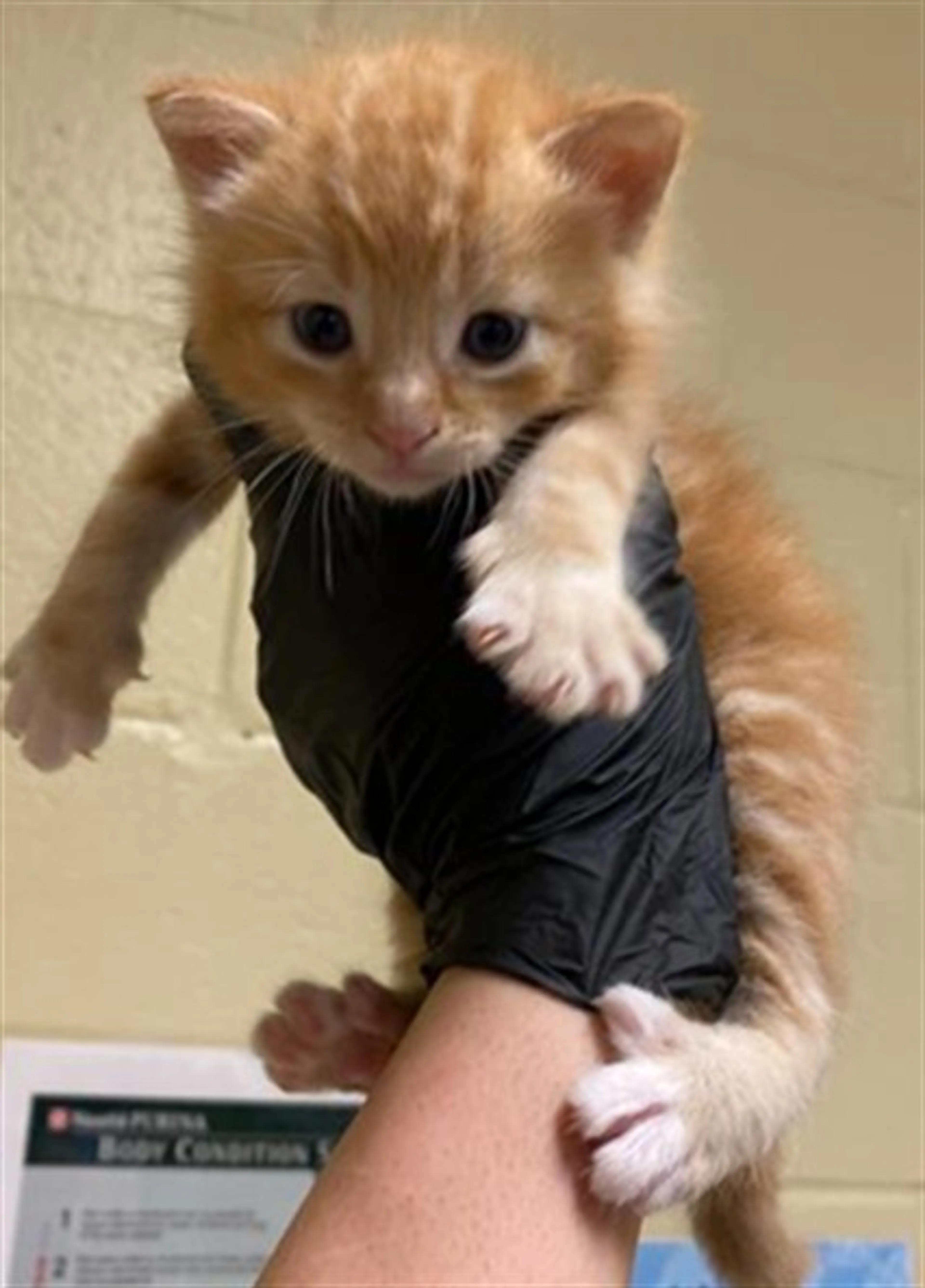 Found pet