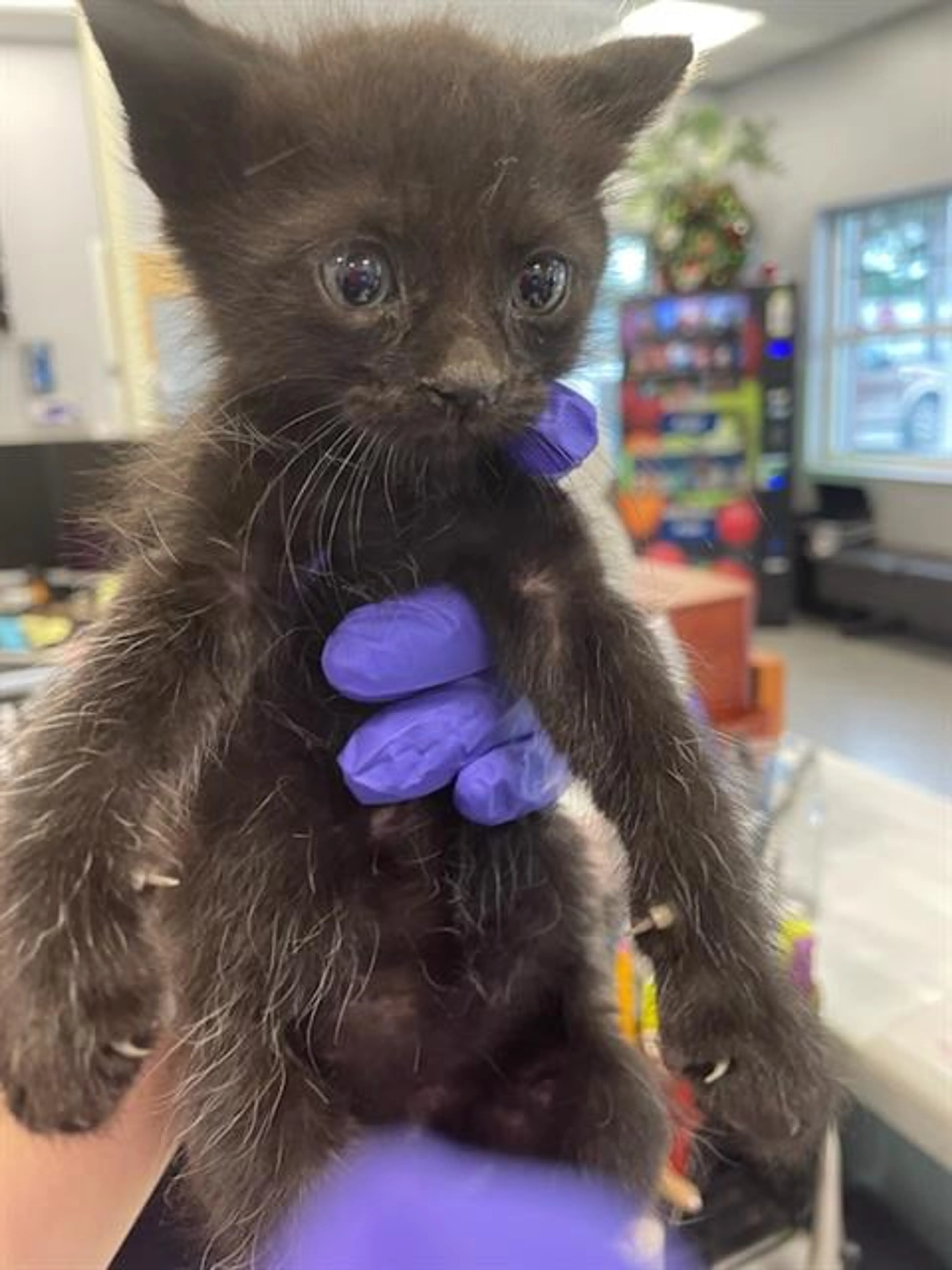 Found pet