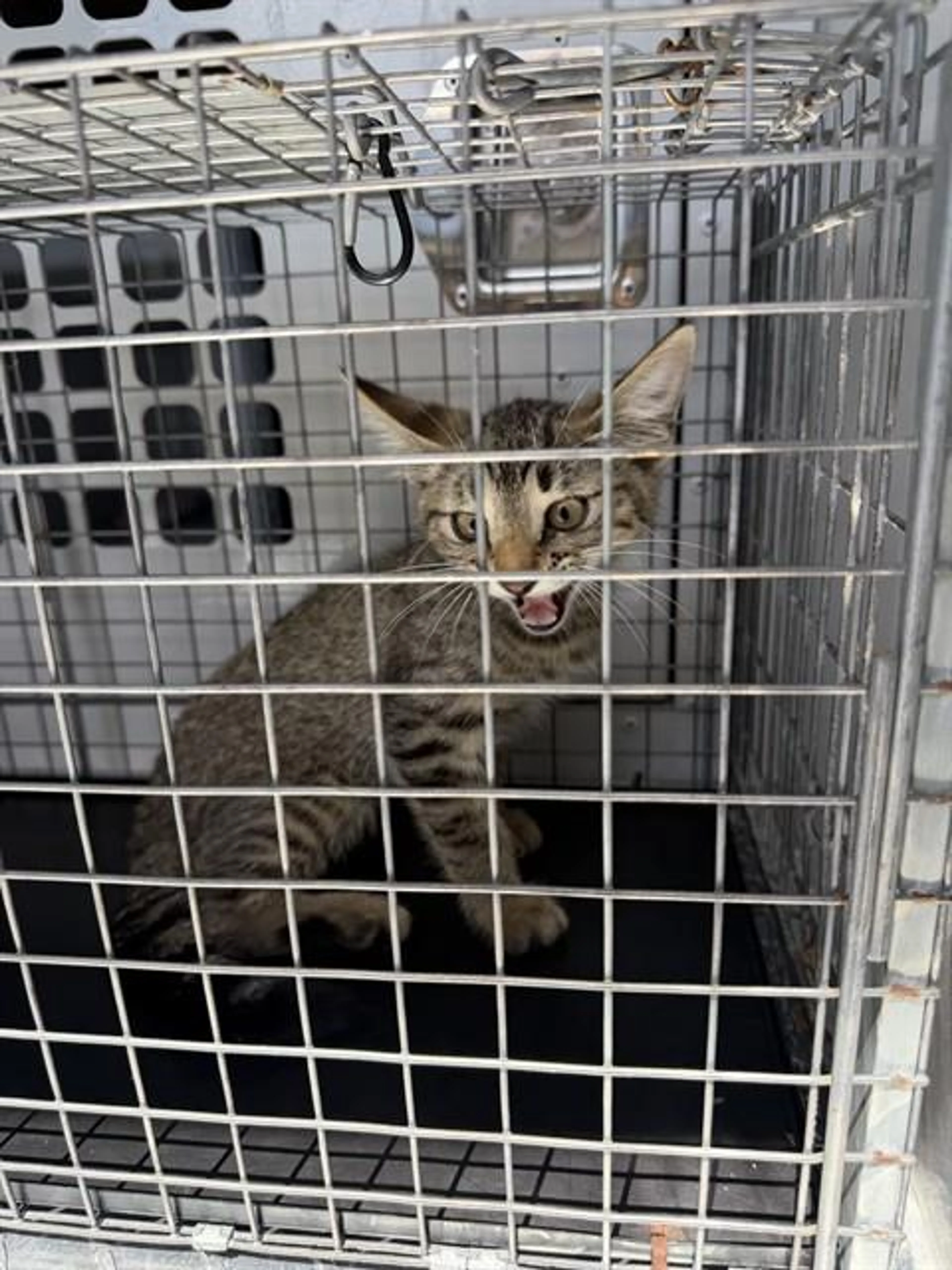 Found pet