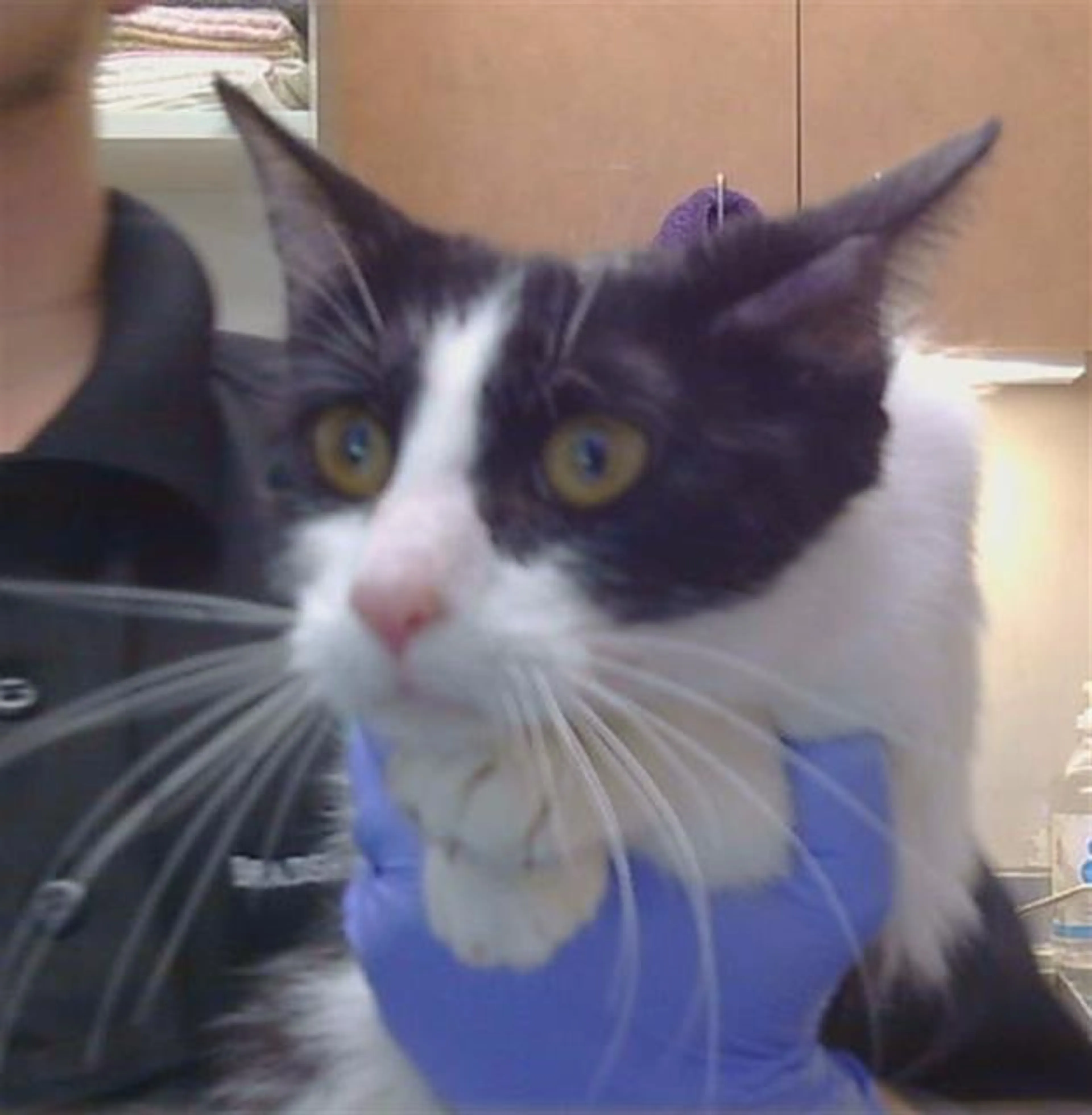 Found pet