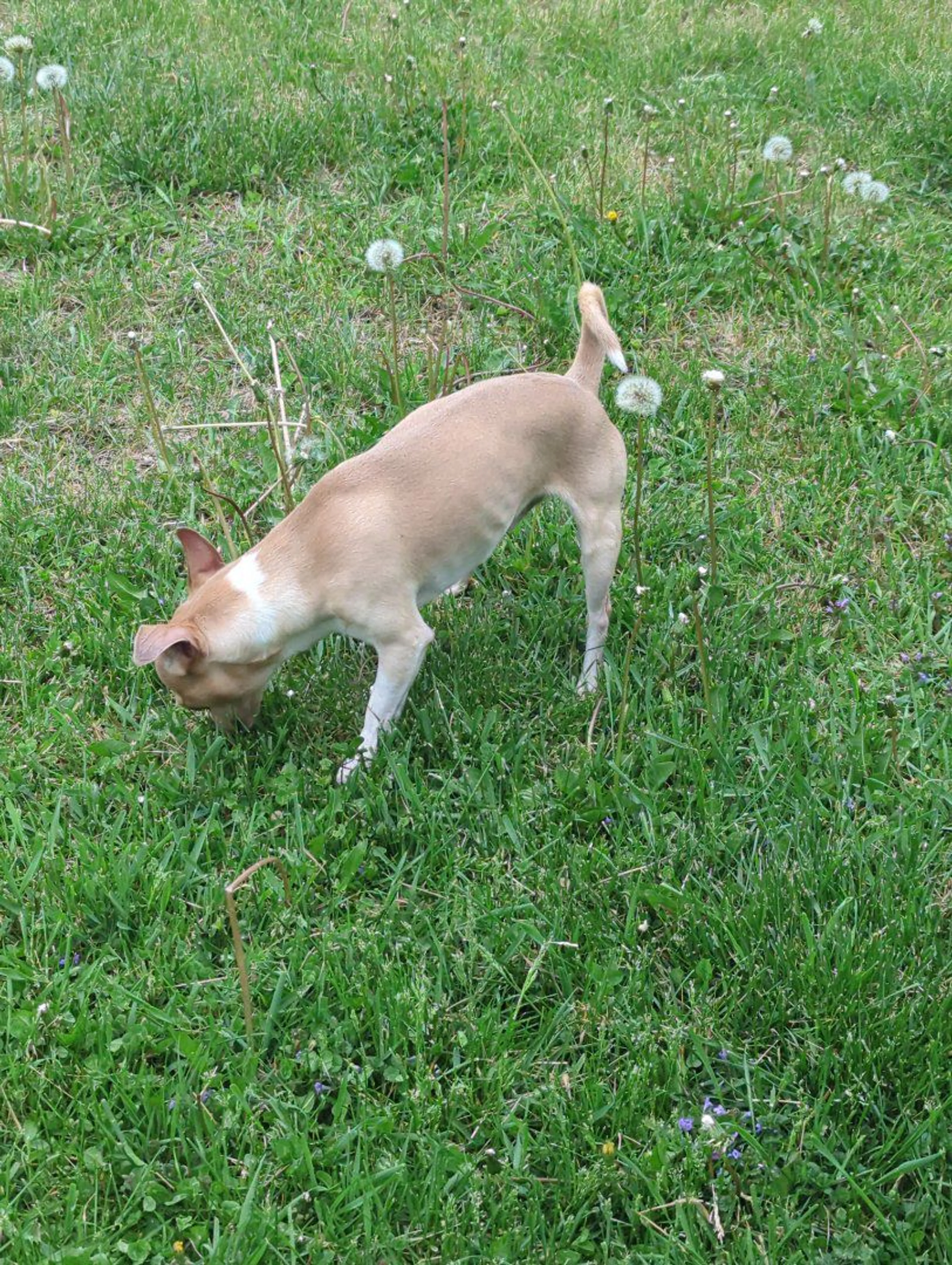 Lost pet-0