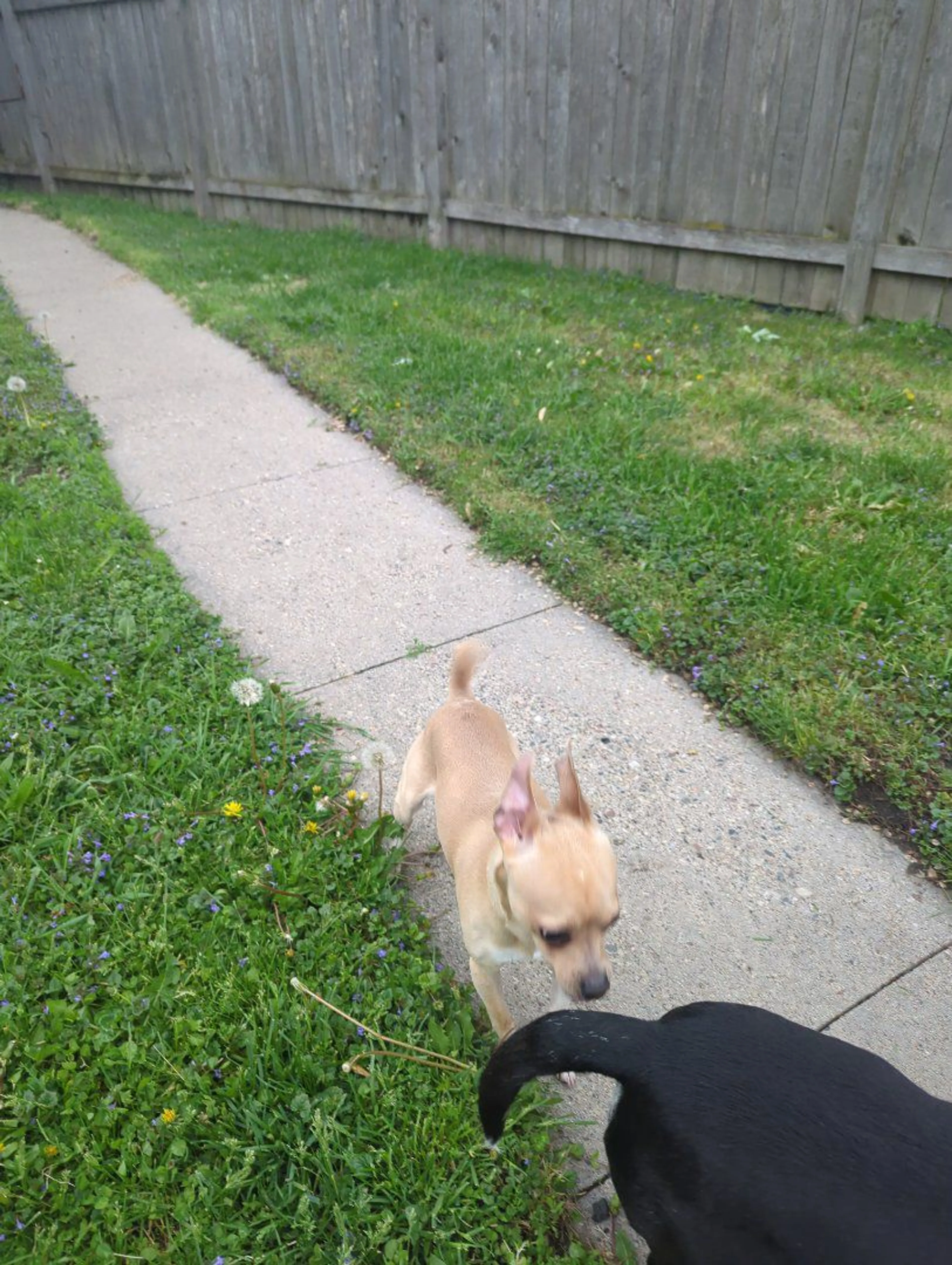Lost pet-2