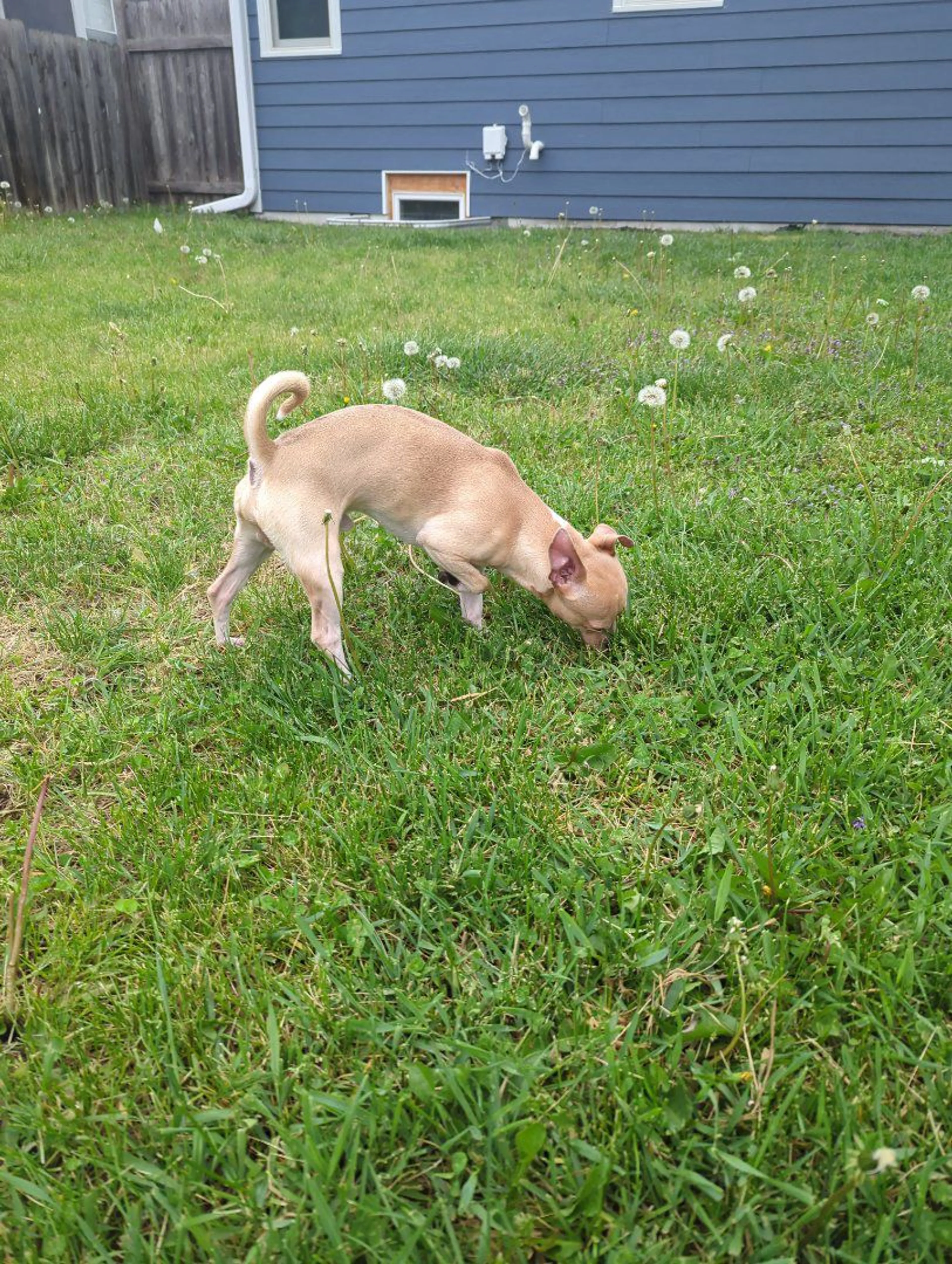 Lost pet-1