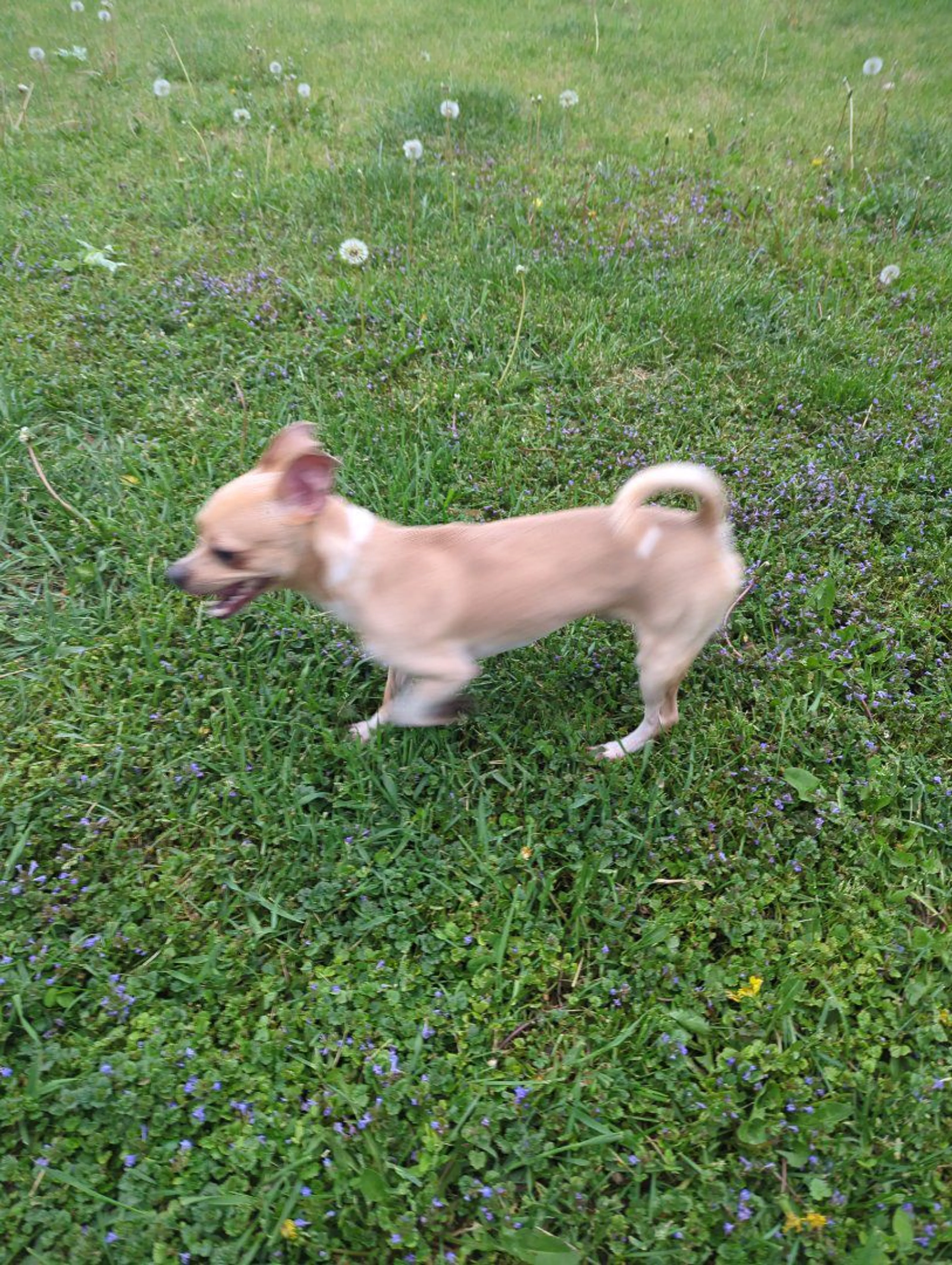 Lost pet-3