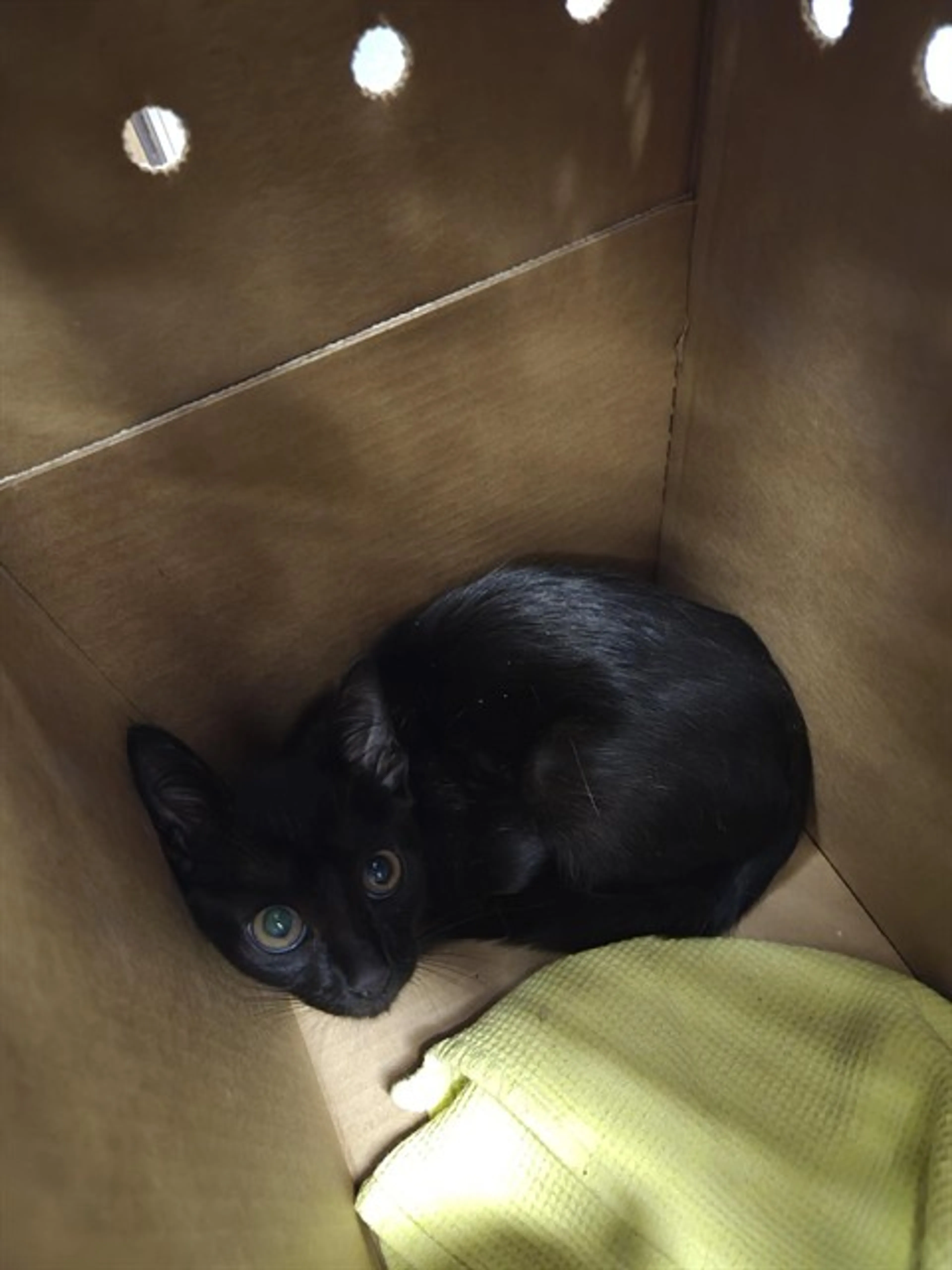 Found pet
