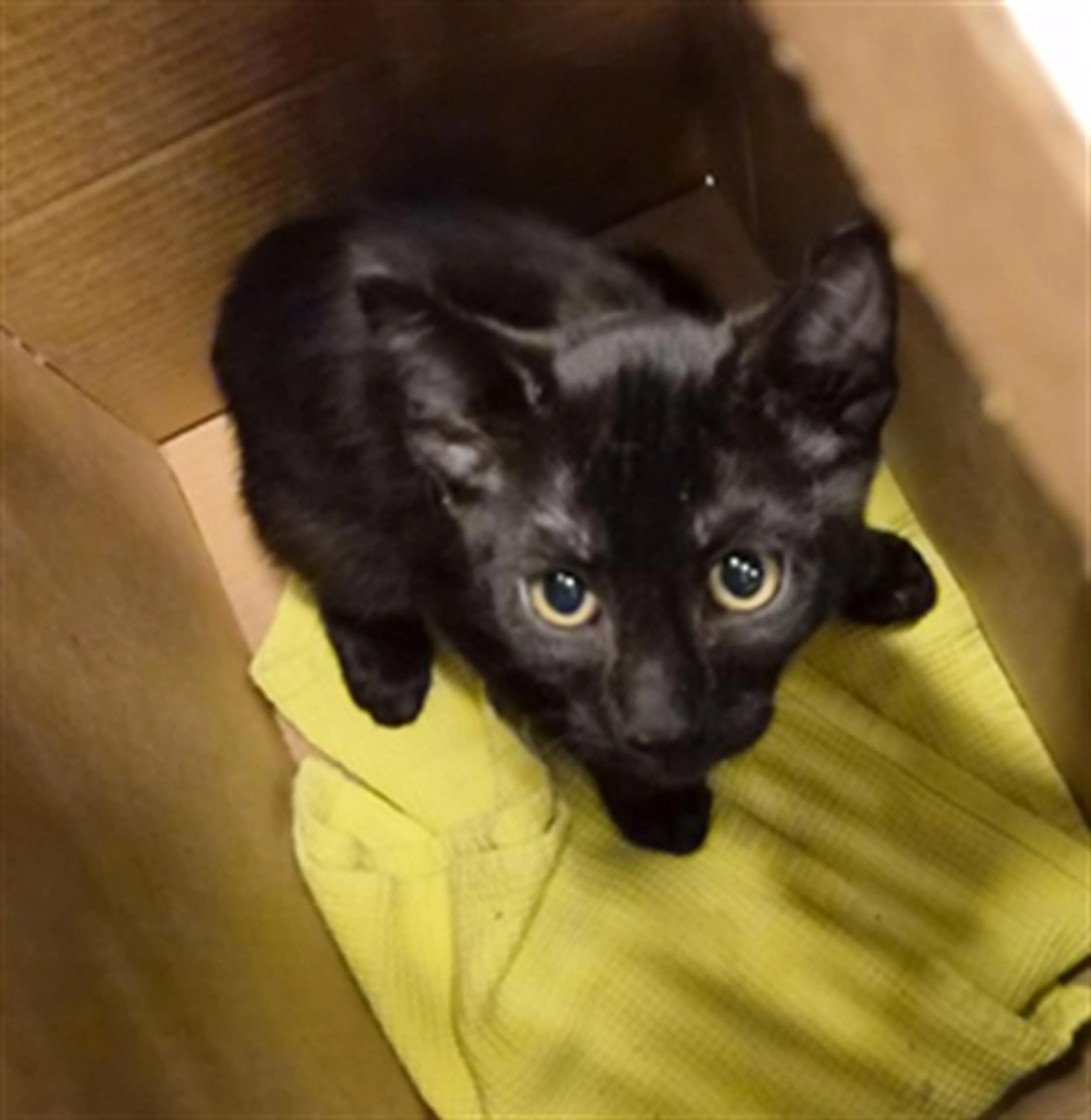 Found pet