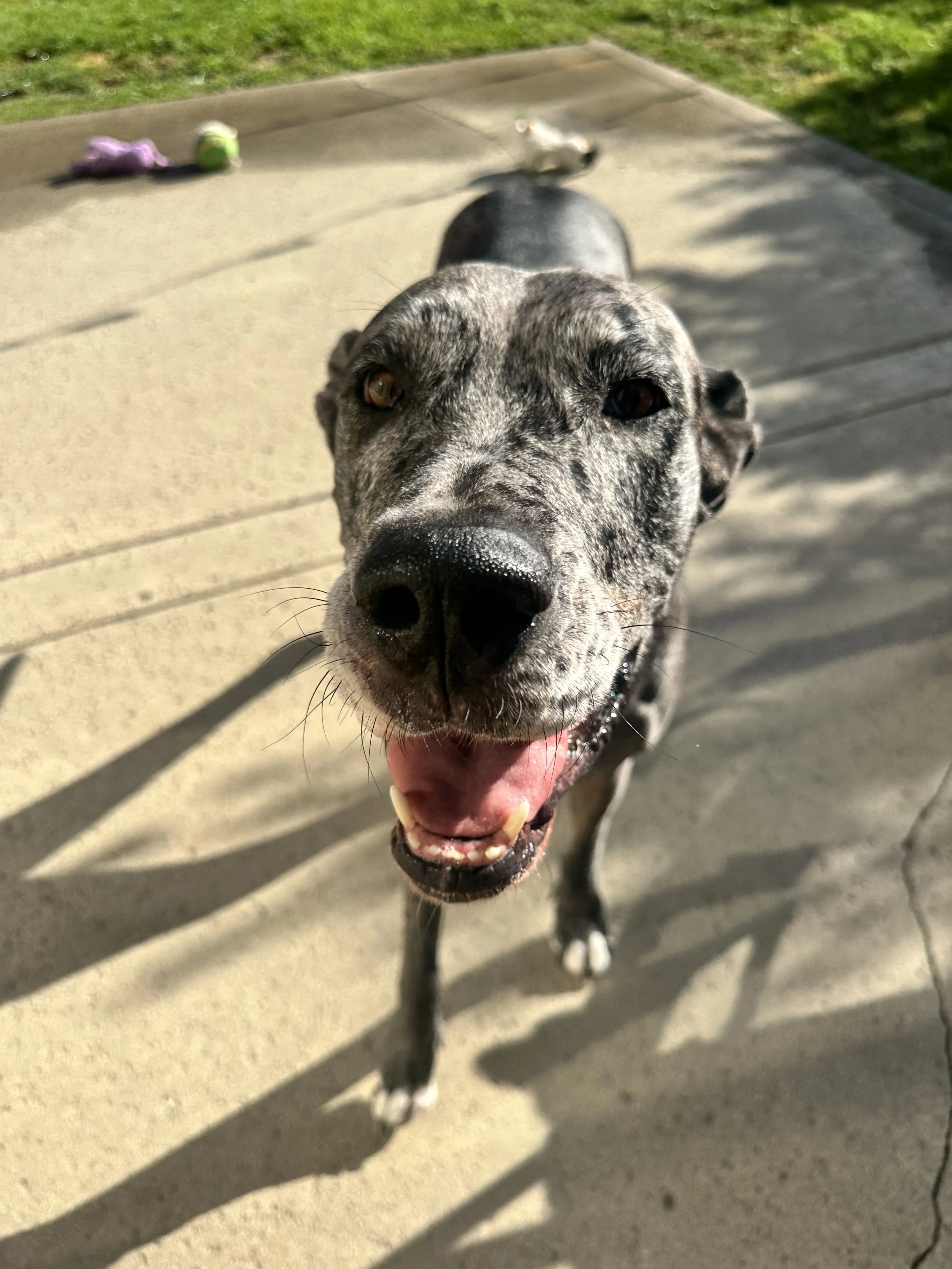 Lost pet