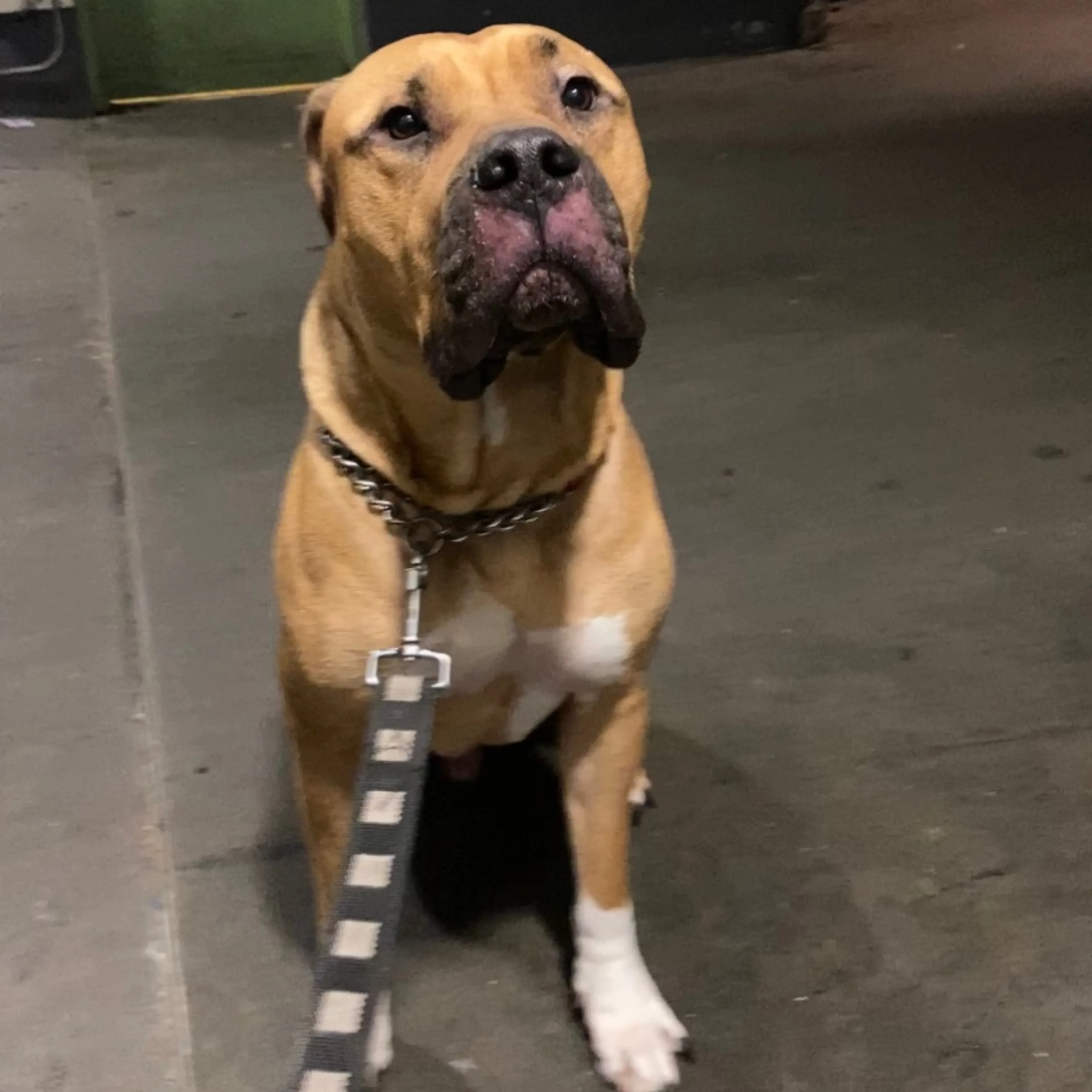 Lost pet
