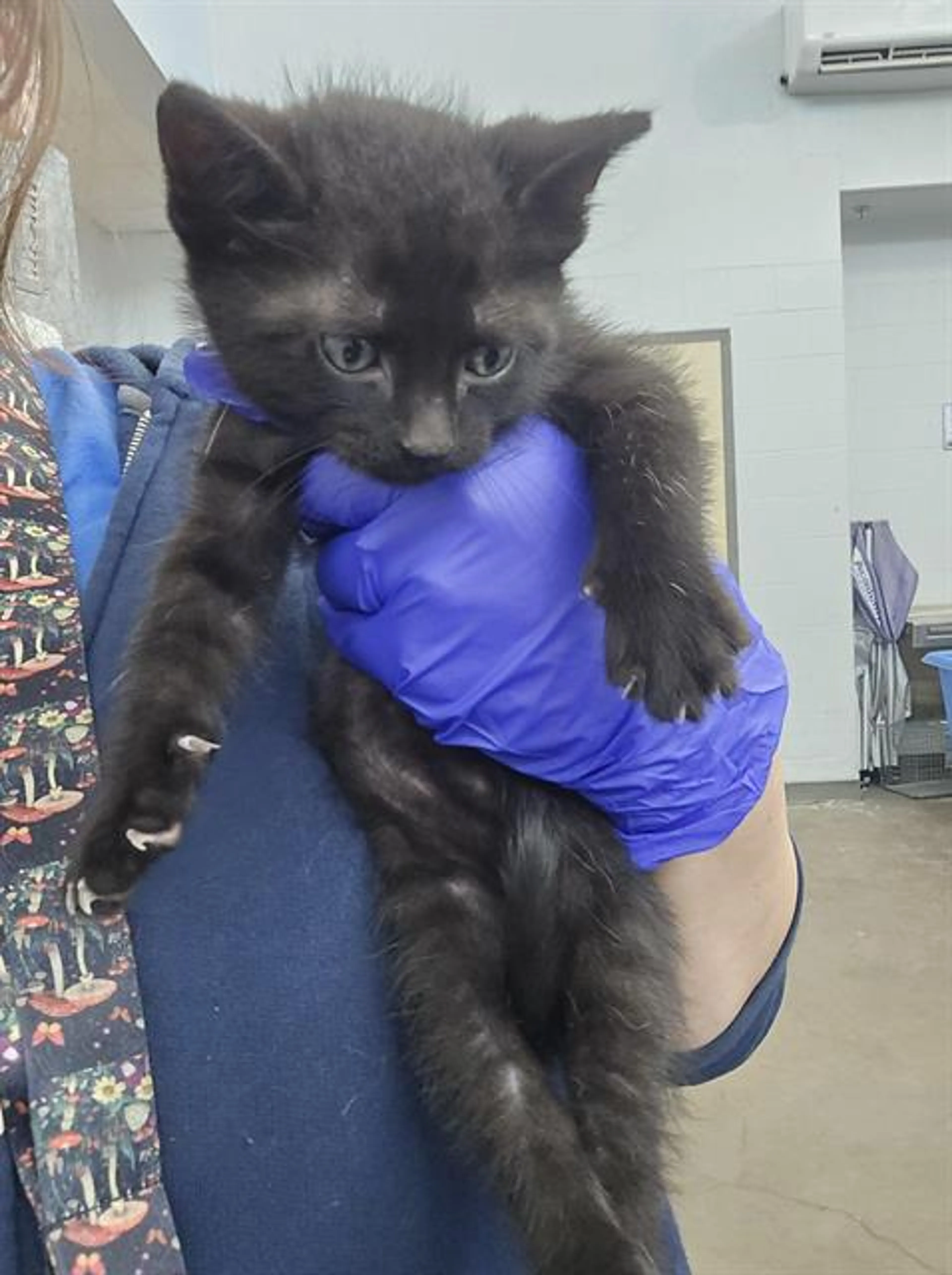Found pet