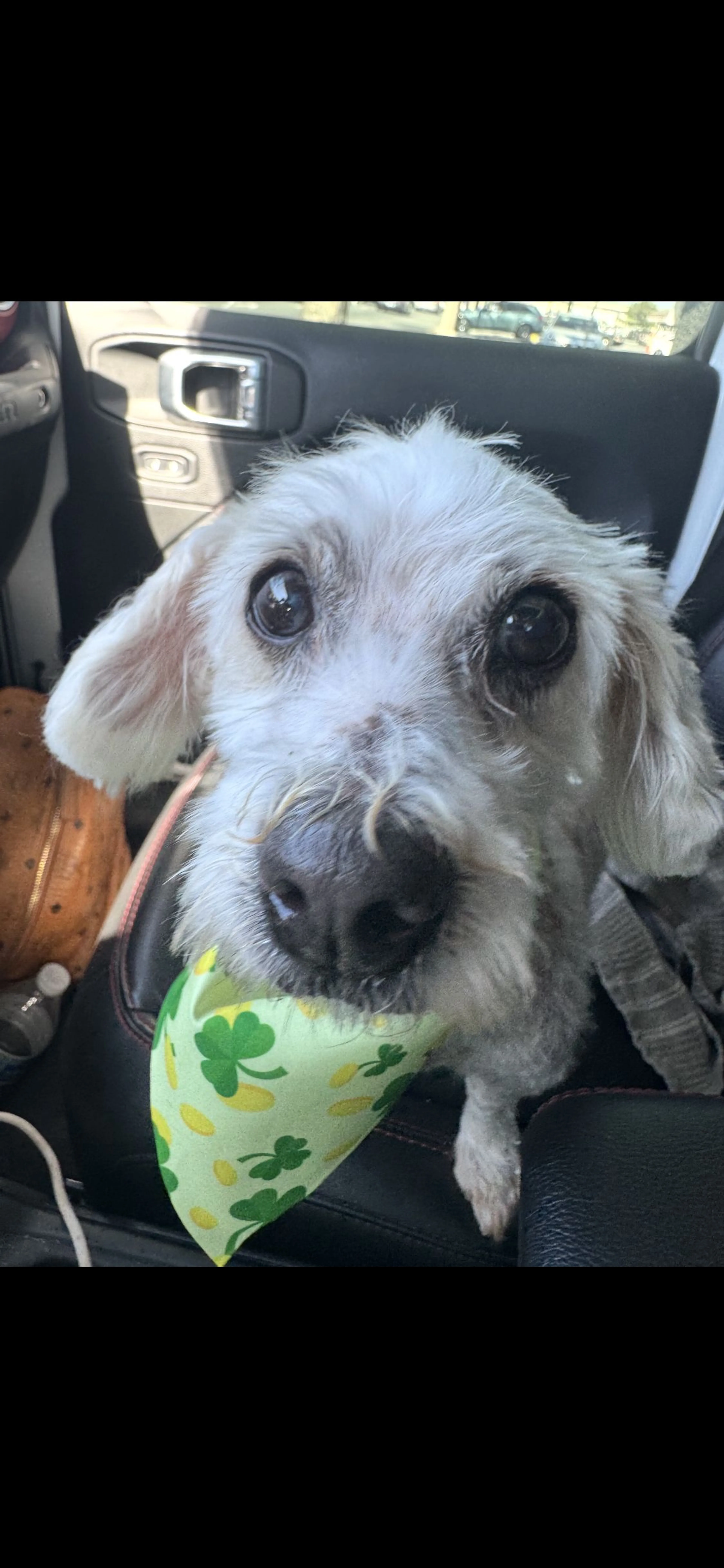Lost pet
