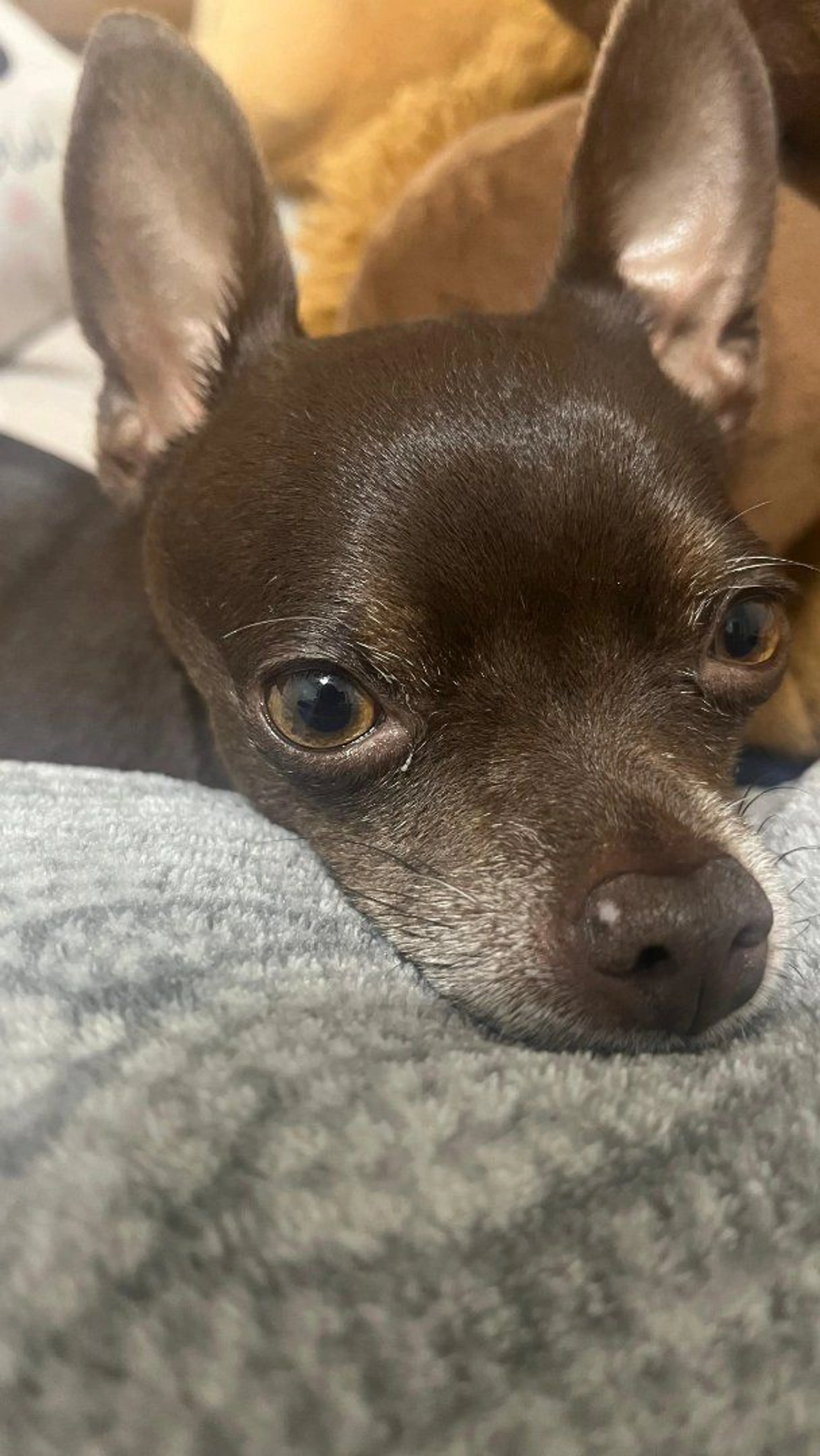 Lost pet-2