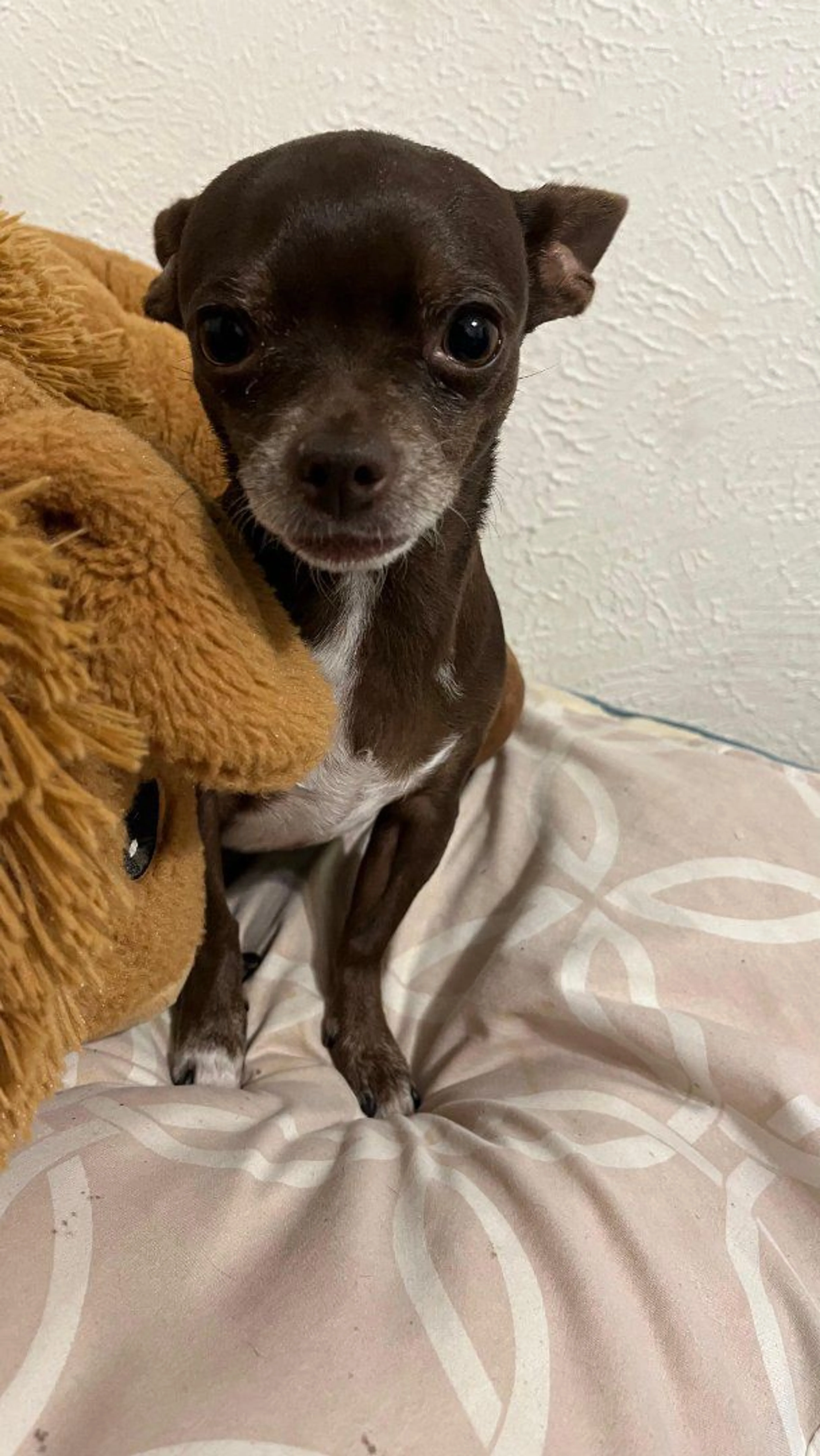 Lost pet-0
