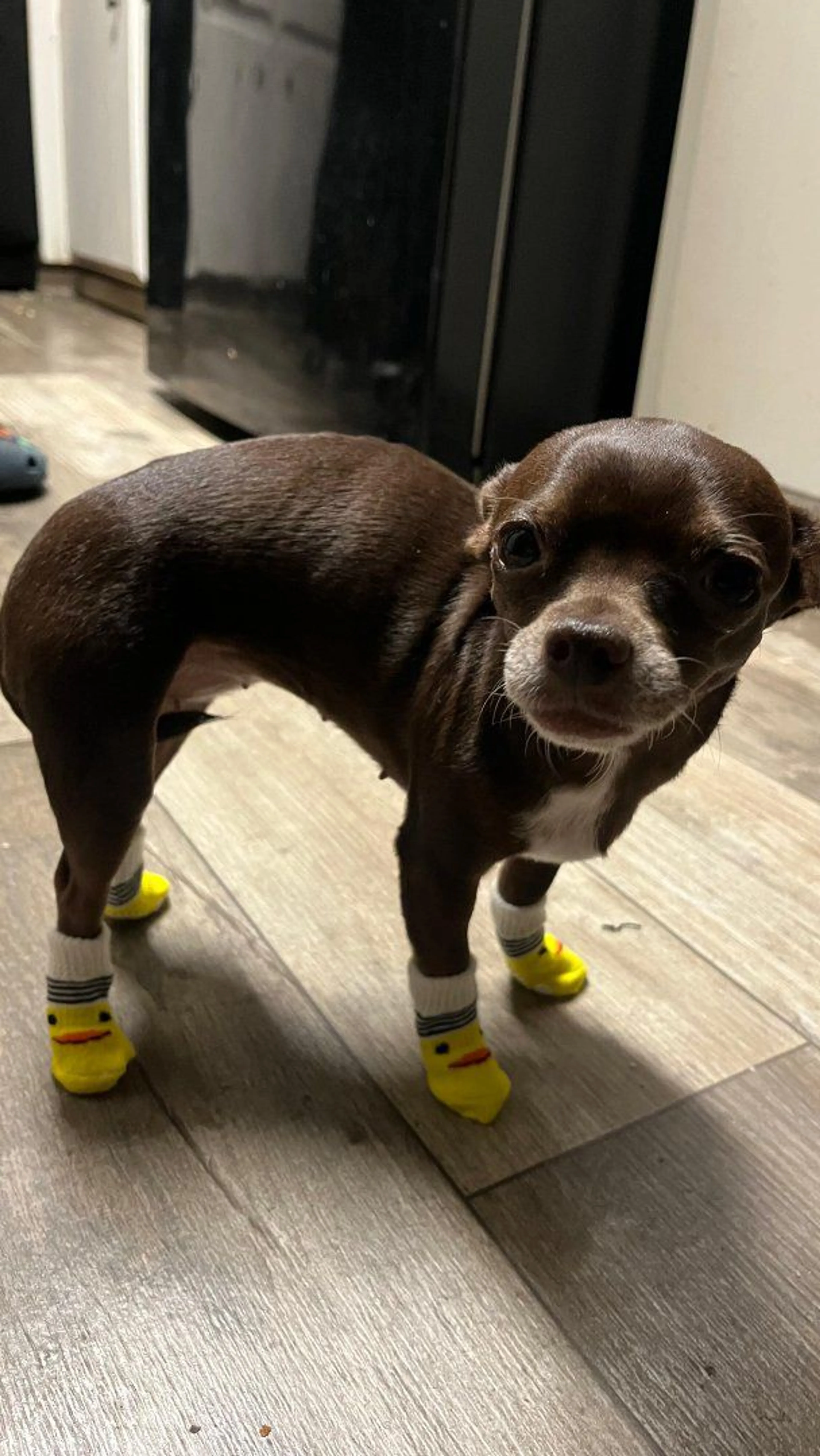 Lost pet-3