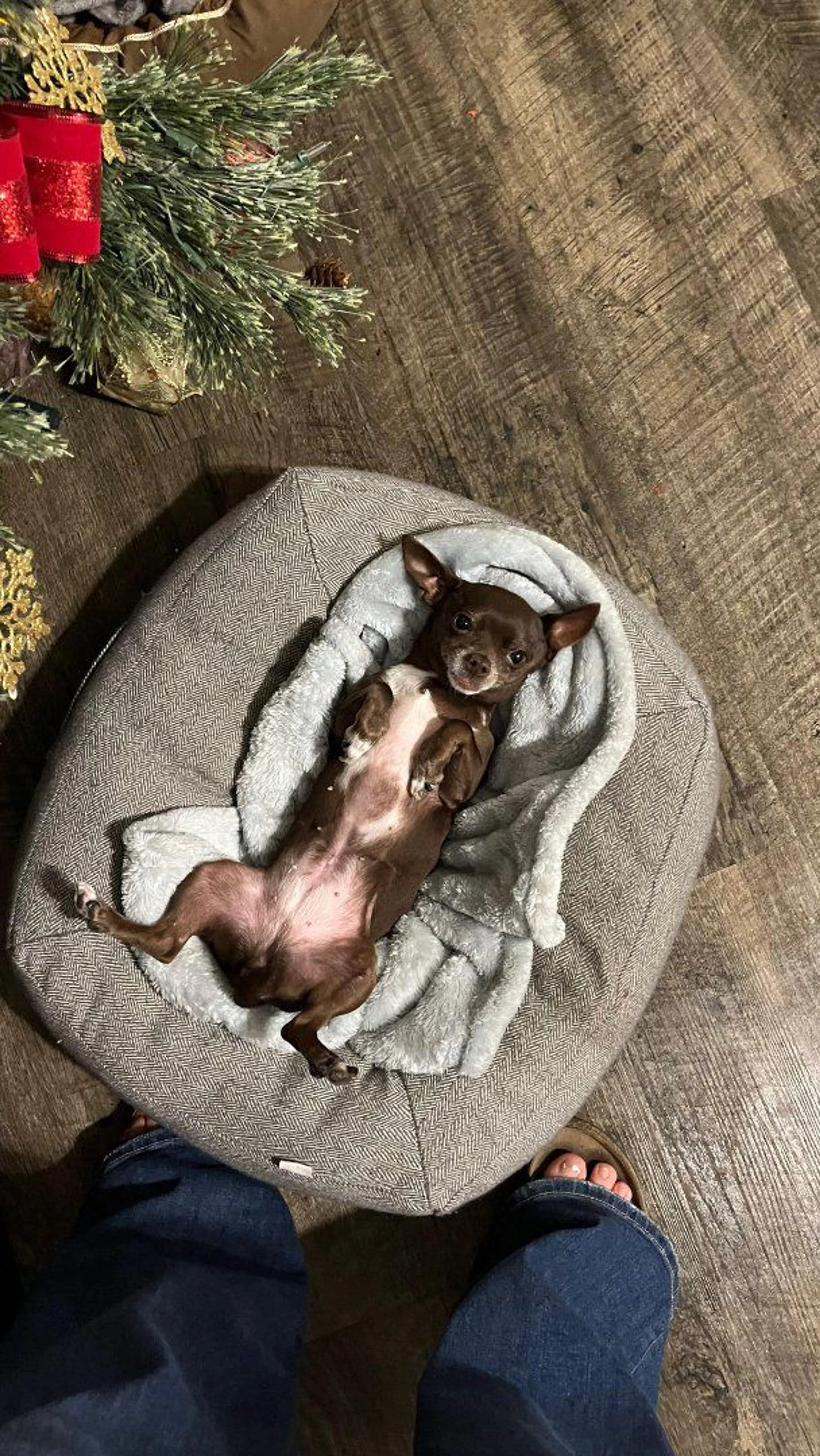Lost pet-4