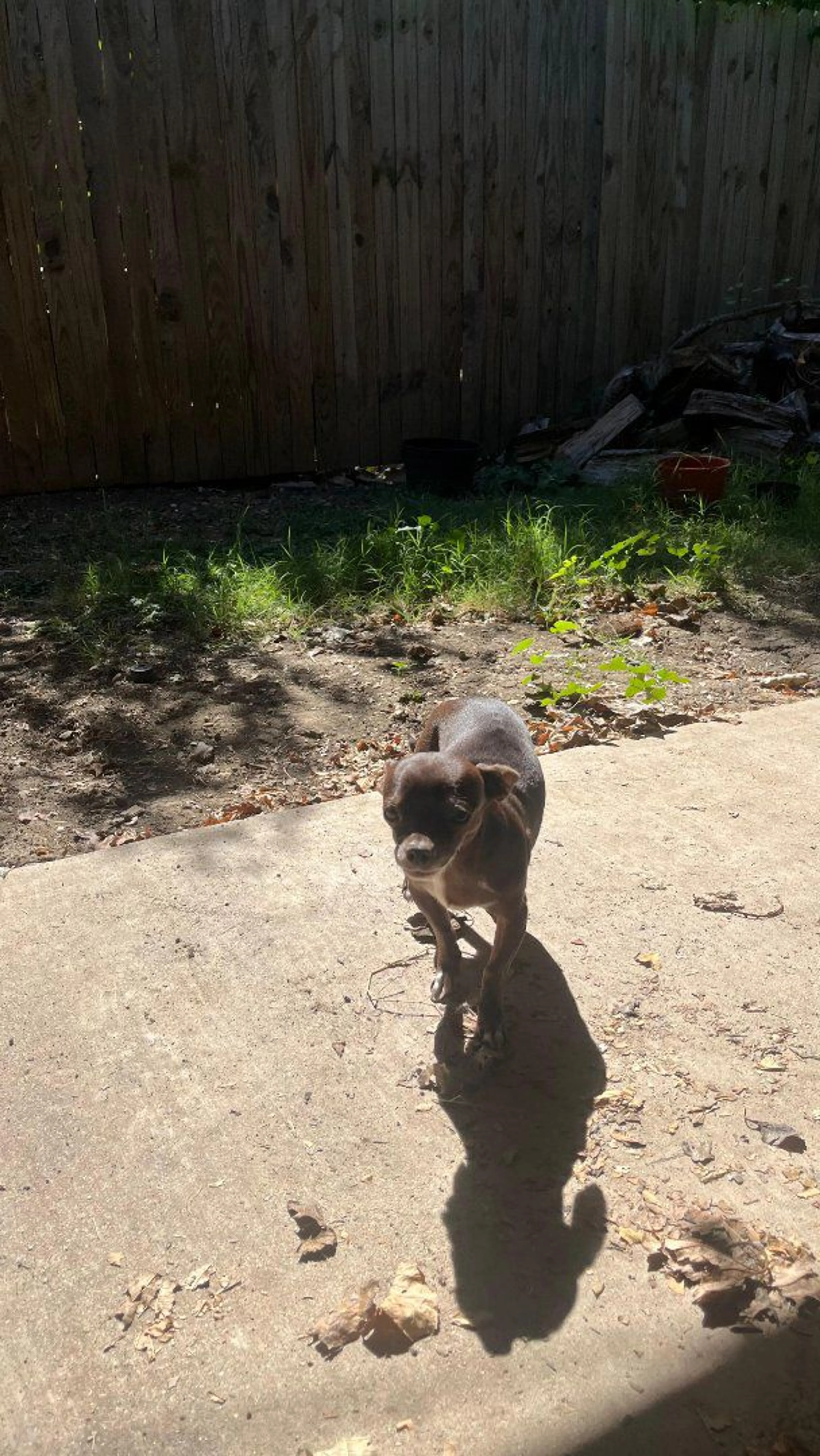 Lost pet-1