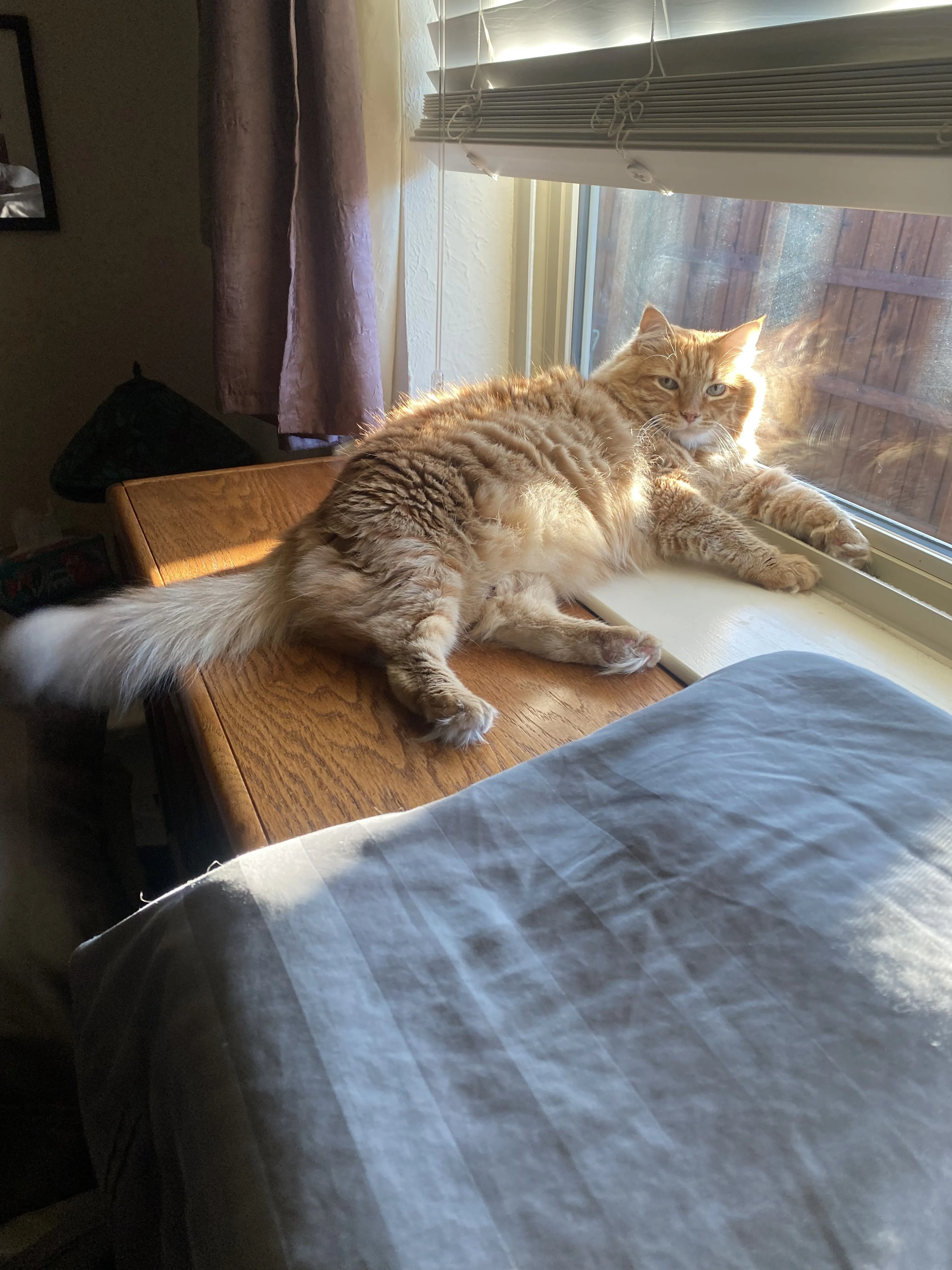 Lost pet