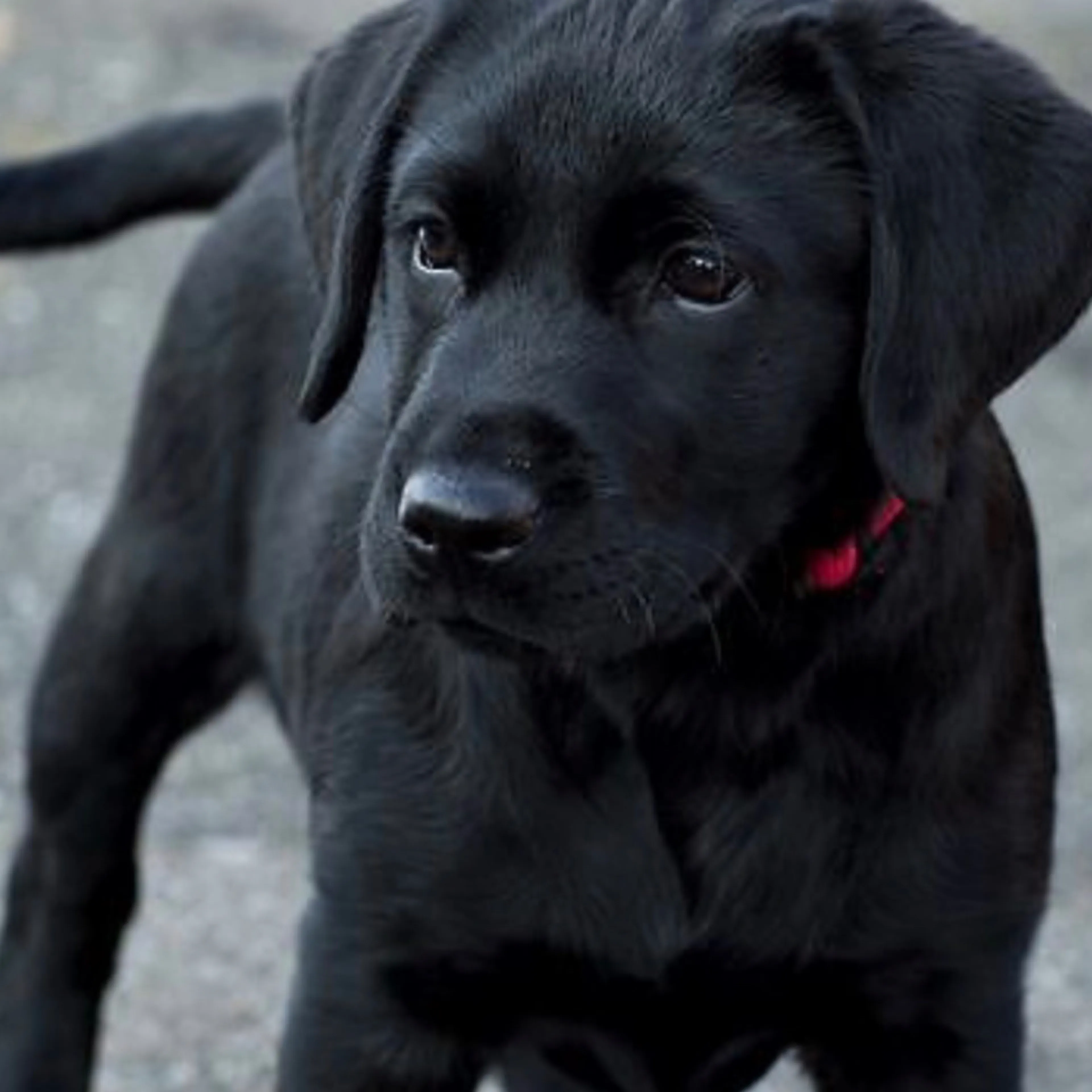 Found pet-1