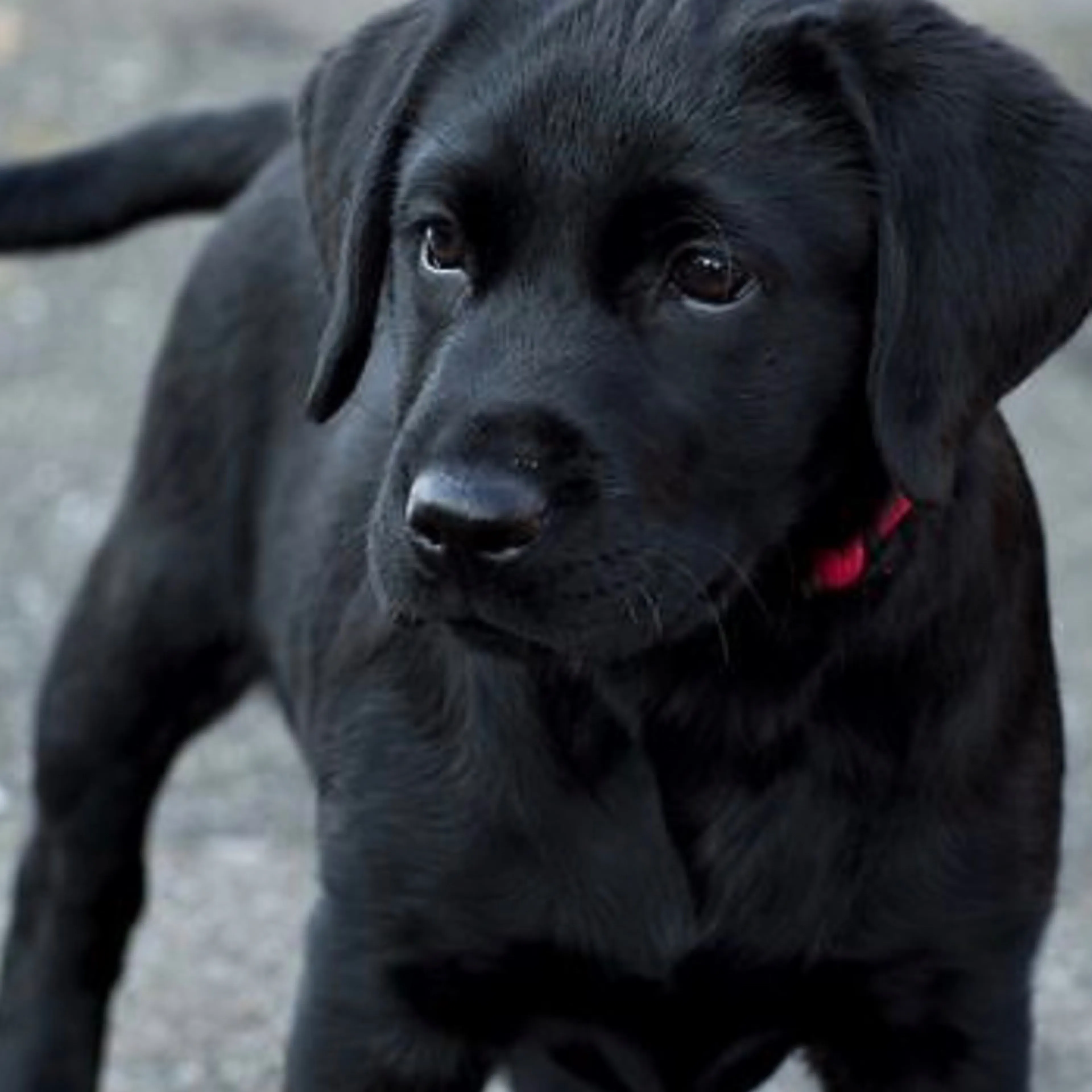 Found pet-2