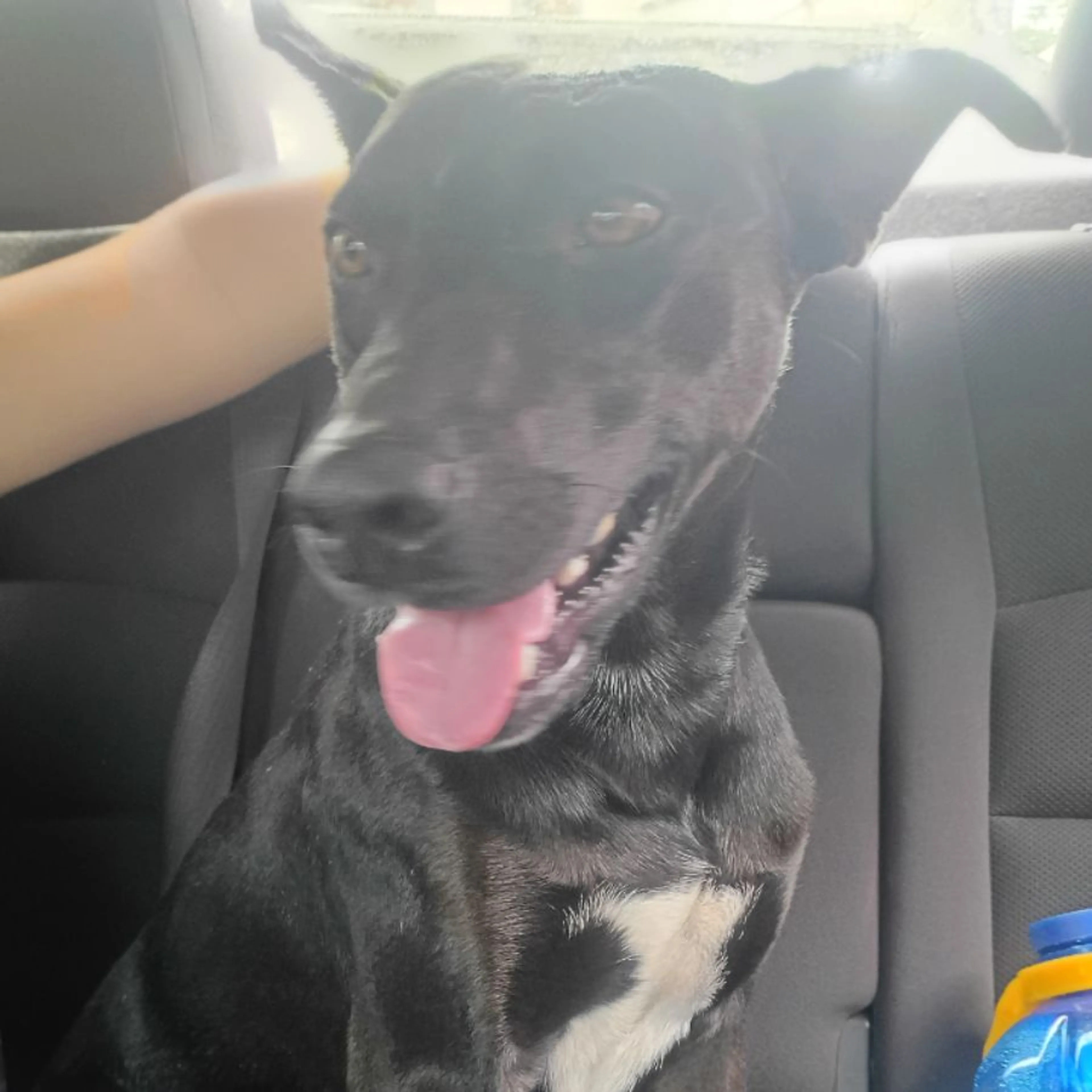 Found pet
