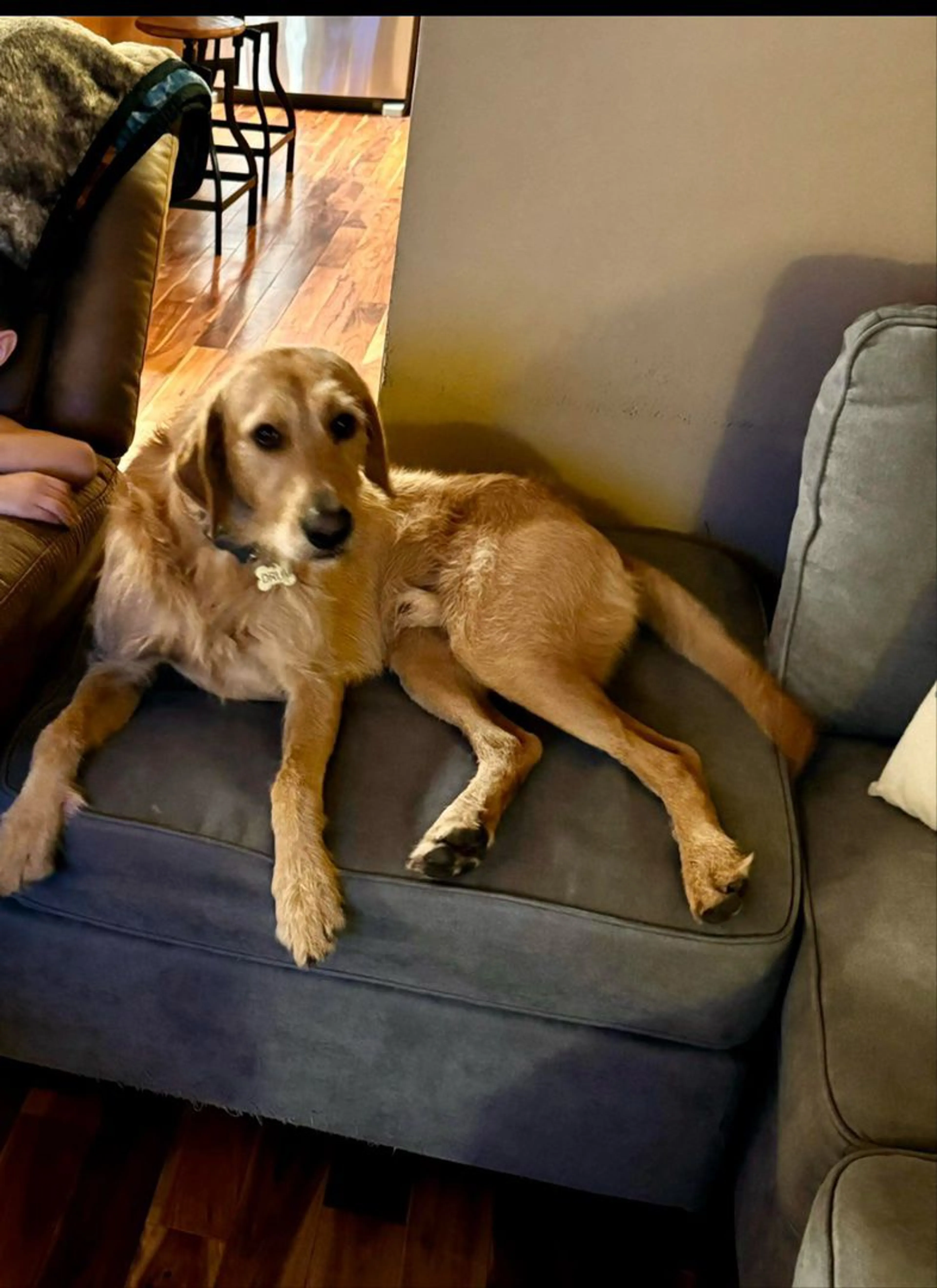 Lost pet-1